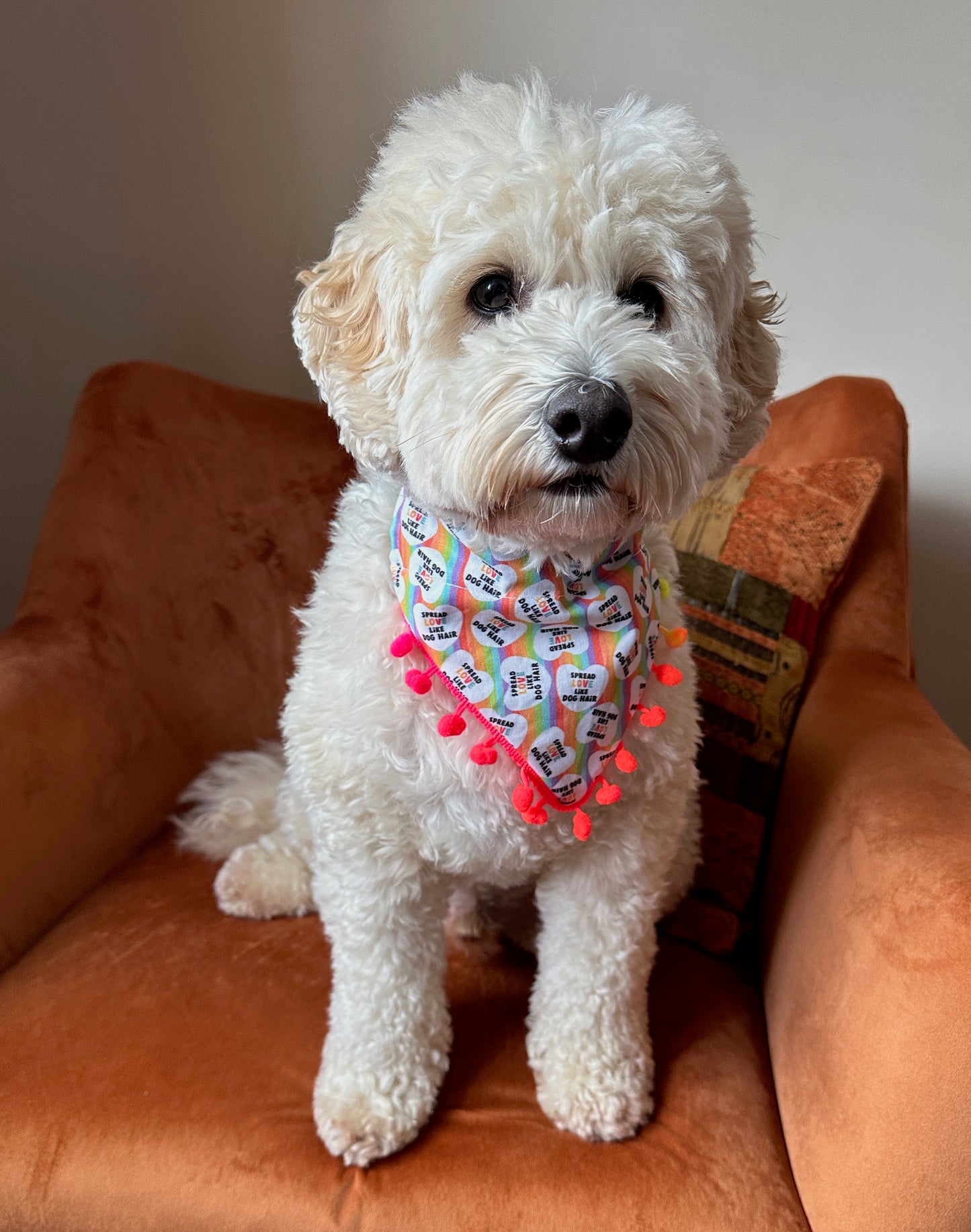 Cotton Pet Bandana with collar attachment - Spread Love like Dog Hairs with pom poms, Rainbow Hearts