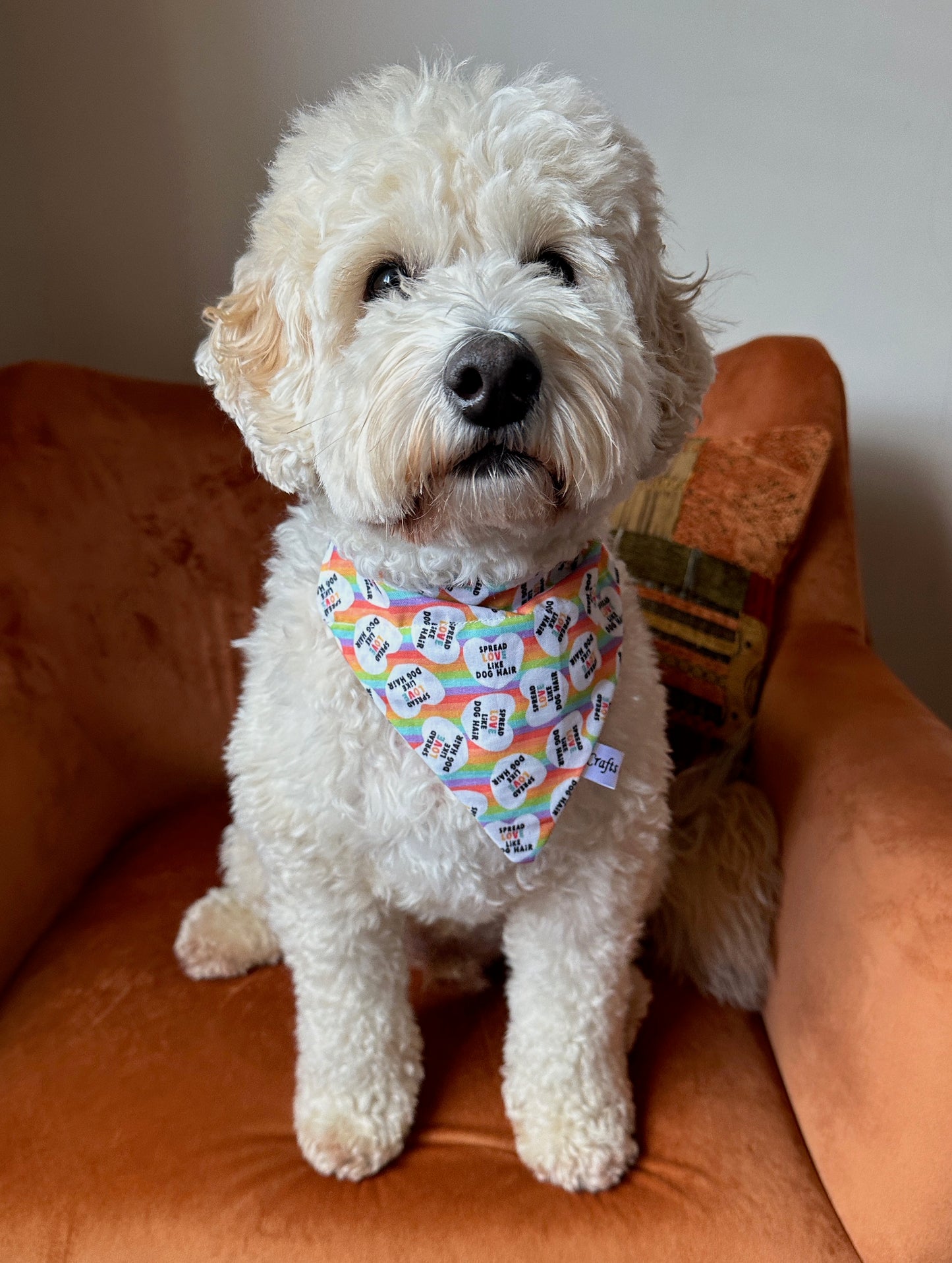 Cotton Pet Bandana with collar attachment - Spread Love like Dog Hairs, Rainbow Hearts