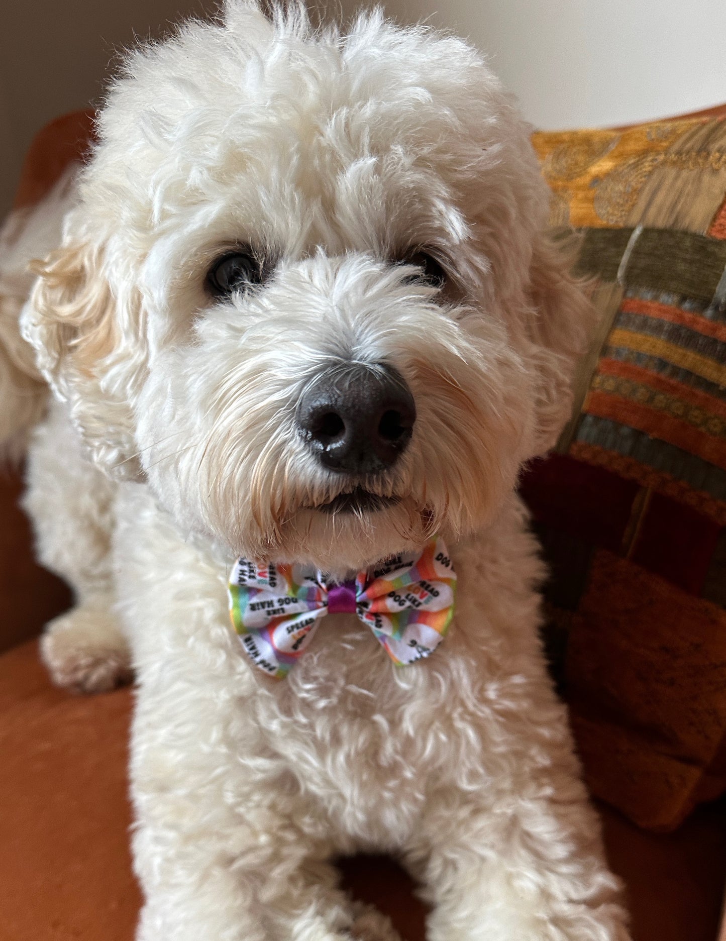 Cotton Pet Bow with collar attachment - Spread Love like Dog Hairs, Rainbow Hearts