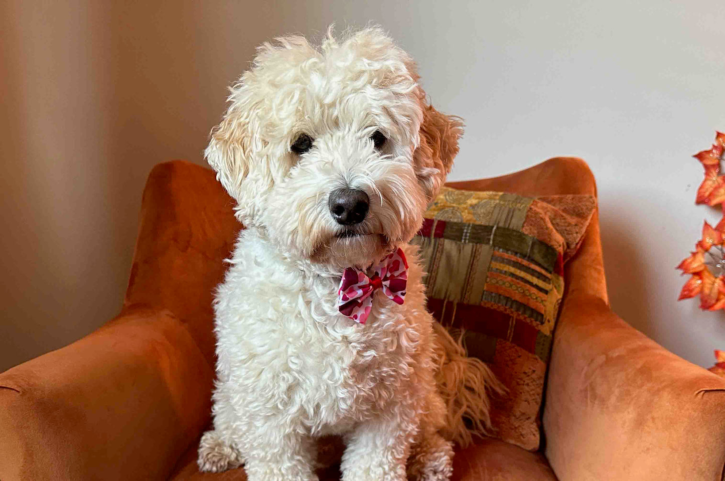 A fluffy white dog wearing the Valentine's Hearts cotton pet bow with a collar attachment from Crafts by Kate sits on an orange armchair. Behind it is a multicolored pillow and fall-themed decoration with orange leaves, enhancing the cozy charm of the scene.