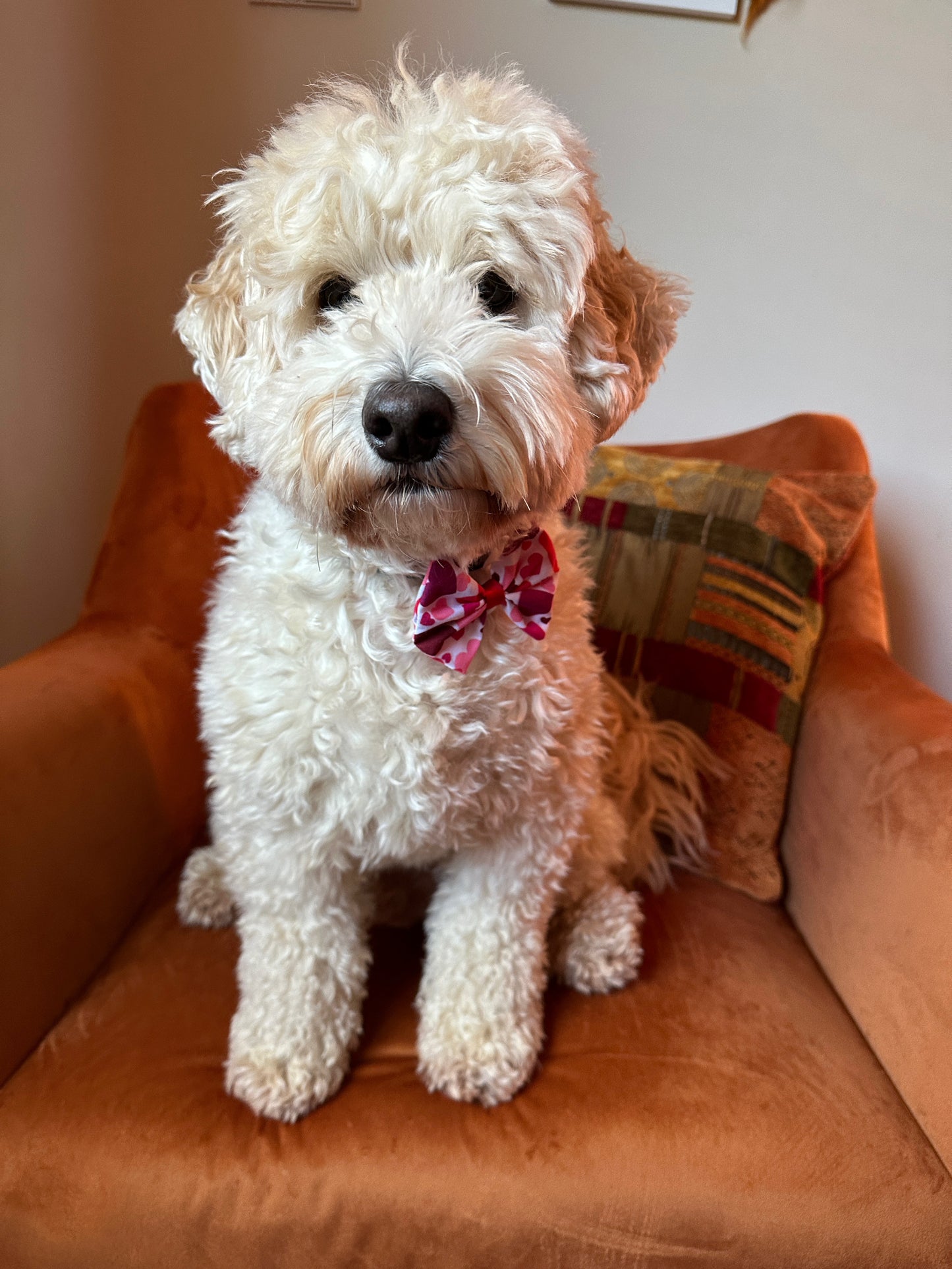 A fluffy white dog wearing a Crafts by Kate Cotton Pet Bow with collar attachment in Valentine's Hearts sits on an orange chair with a patterned cushion, looking directly at the camera. The indoor setting captures an adorable scene perfect for Valentine's Day.