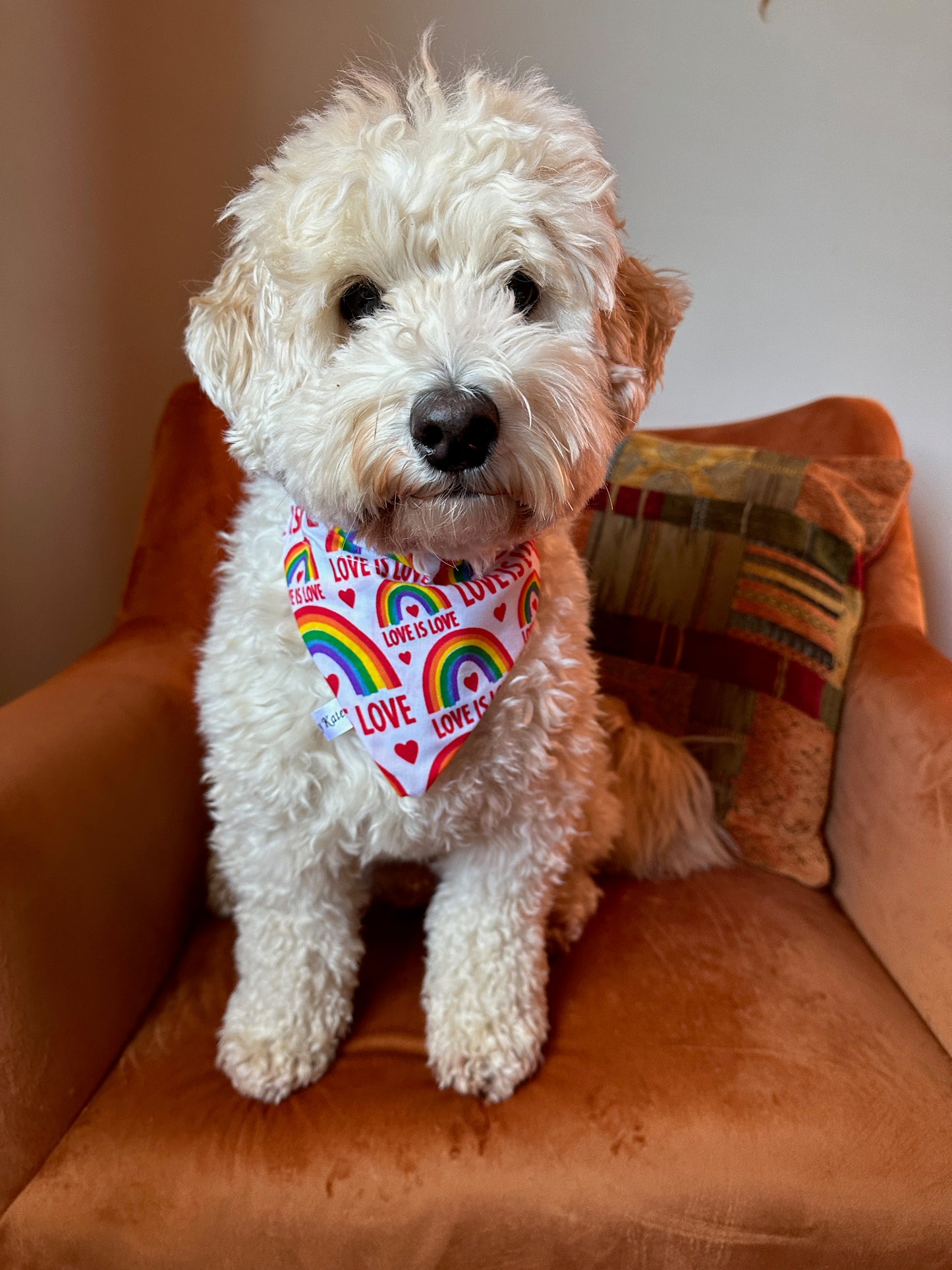 Cotton Pet Bandana with collar attachment - Love is Love