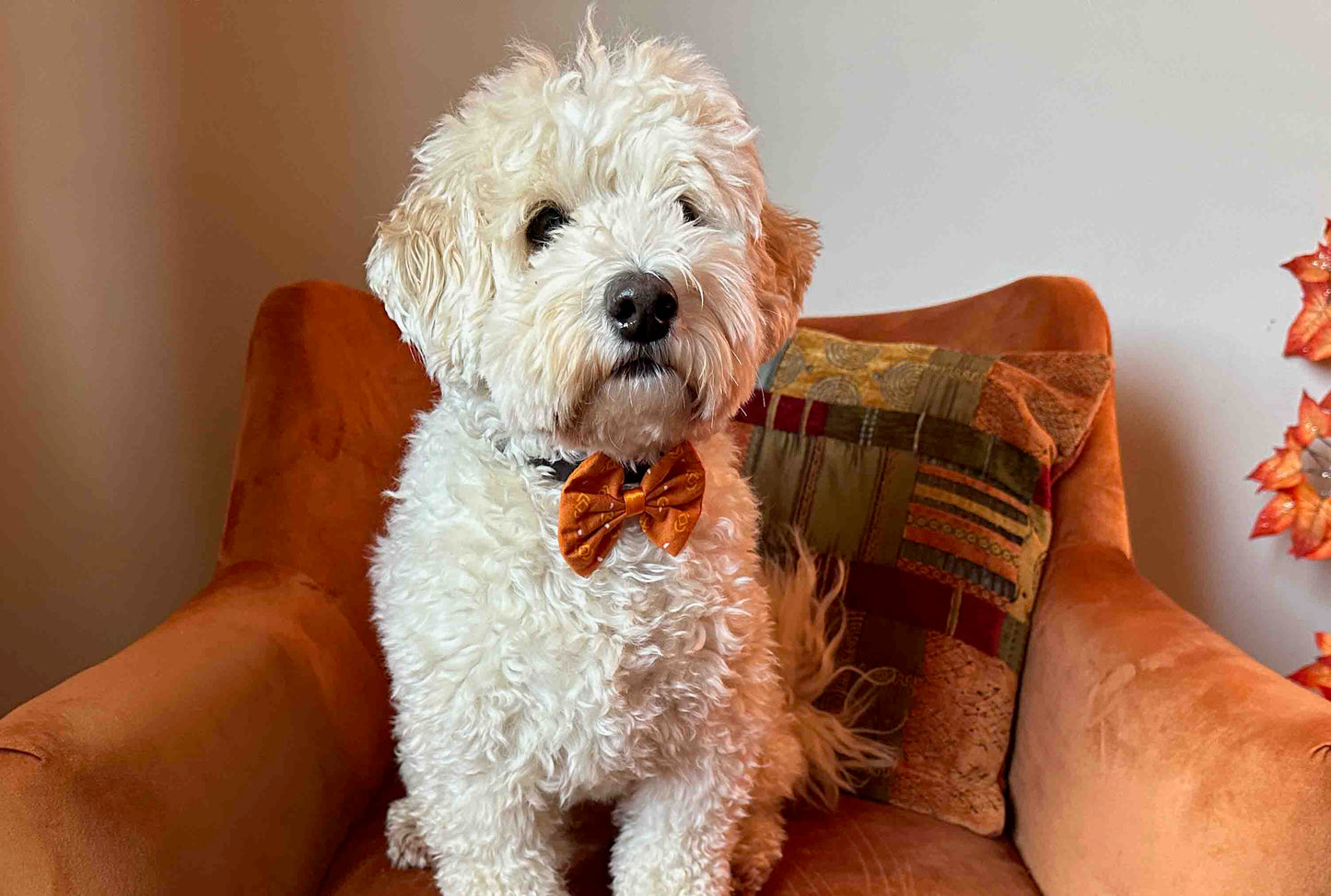 Cotton Pet Bow with collar attachment - Orange Aztec