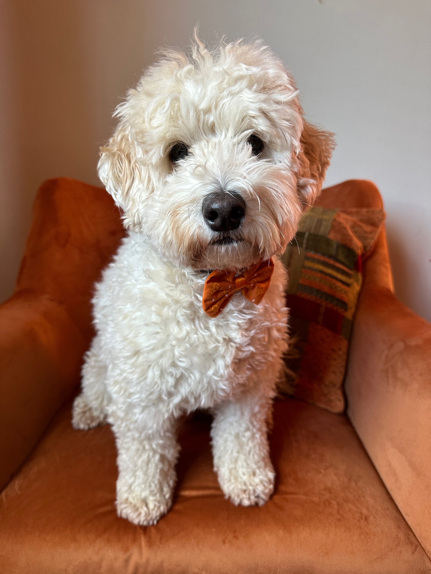 Cotton Pet Bow with collar attachment - Orange Aztec