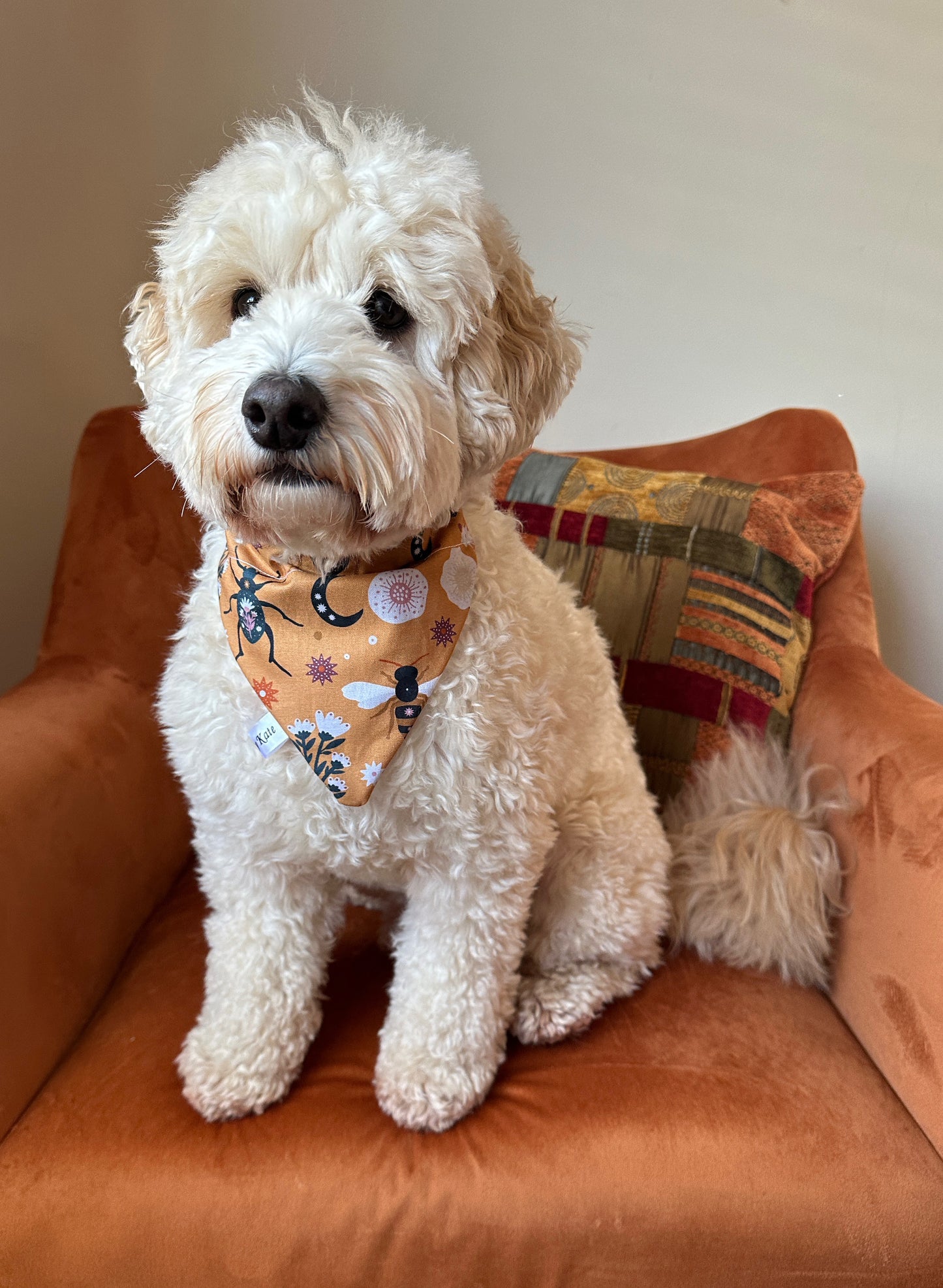 A fluffy white dog sits on an orange armchair, wearing a Crafts by Kate "Cotton Pet Bandana with collar attachment - Orange Floral," perfectly complementing the cushion's floral fabric.