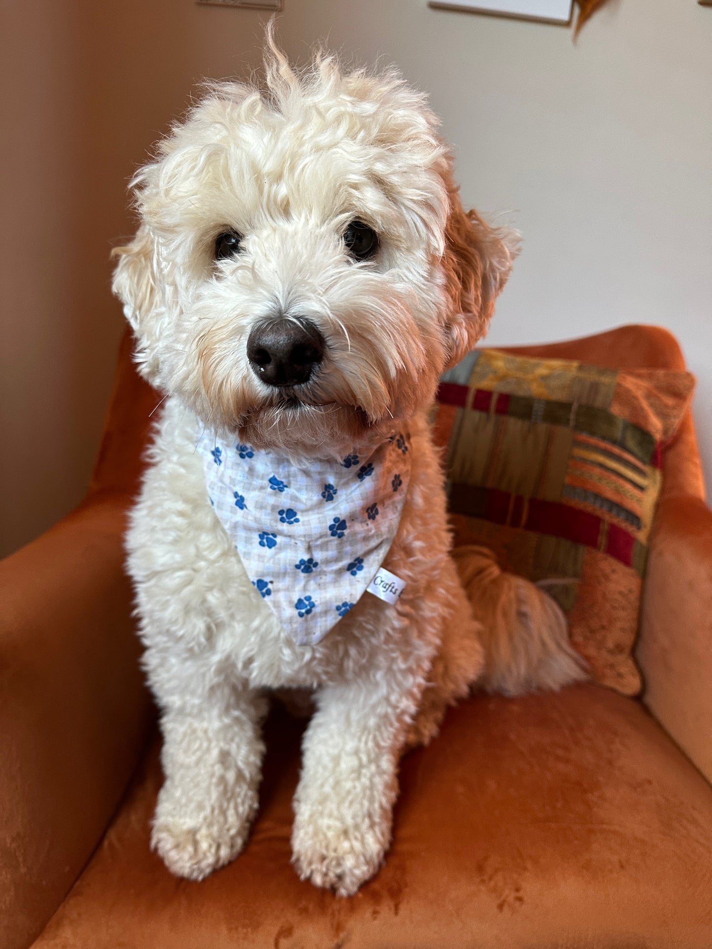 Cotton Pet Bandana with collar attachment - Picnic Blue