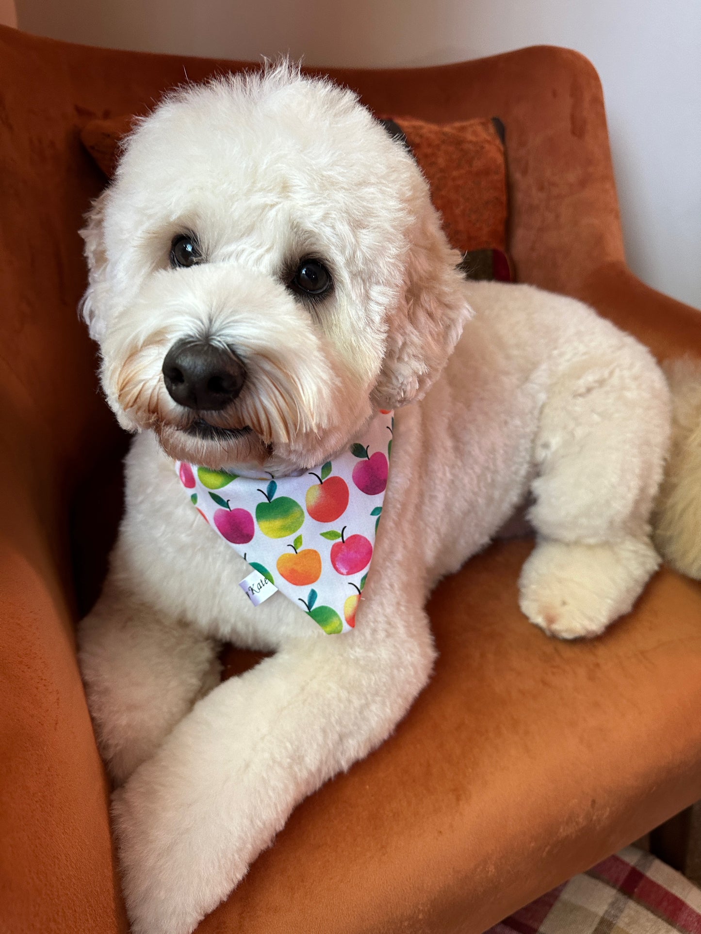 Cotton Pet Bandana with collar attachment - Rainbow Apples