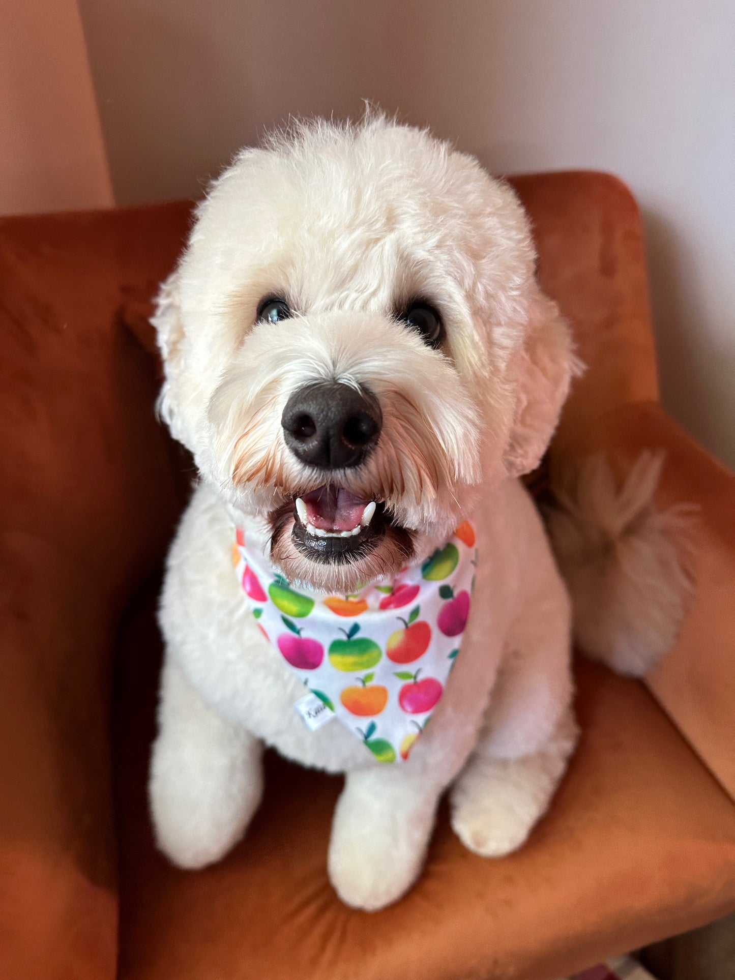 Cotton Pet Bandana with collar attachment - Rainbow Apples