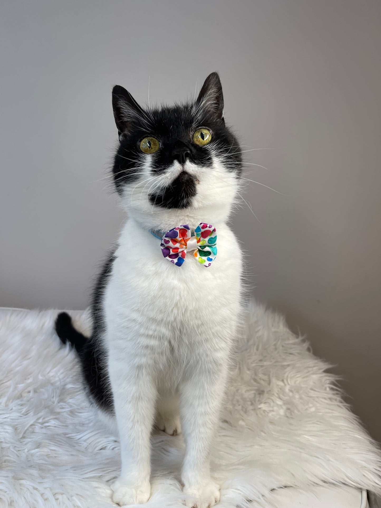 A black and white cat sits on a fluffy white surface, looking upward. It wears Crafts by Kate's Cotton Pet Bow with collar attachment in Rainbow Hearts, adding a playful touch. The bow stays secure against the plain, neutral wall thanks to its elastic fastening.