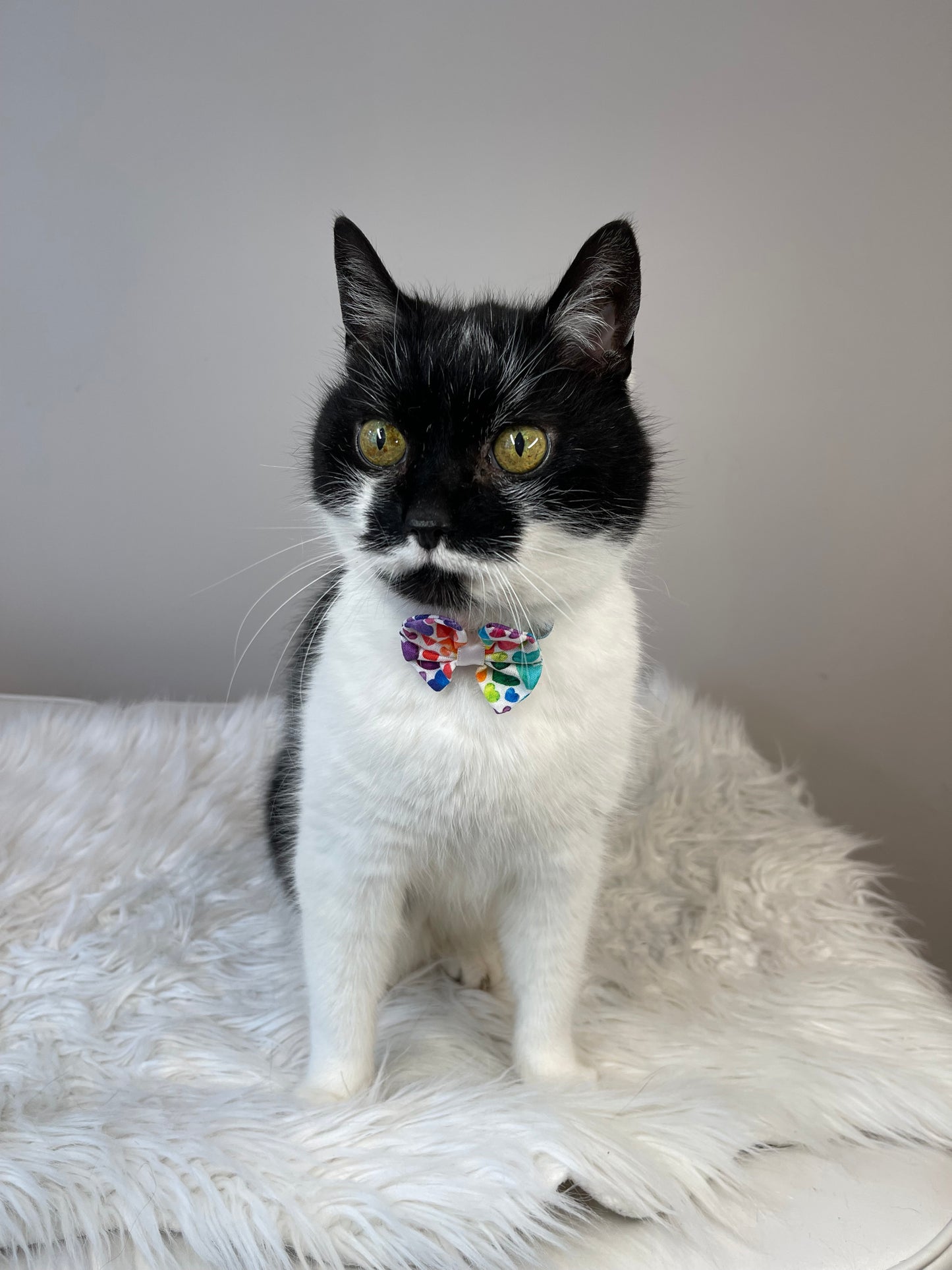 A black and white cat, sporting the "Crafts by Kate" Cotton Pet Bow with a collar attachment in Rainbow Hearts fabric, sits on a fluffy white surface. Its upright ears and wide yellow eyes gaze intently against a plain, neutral background.