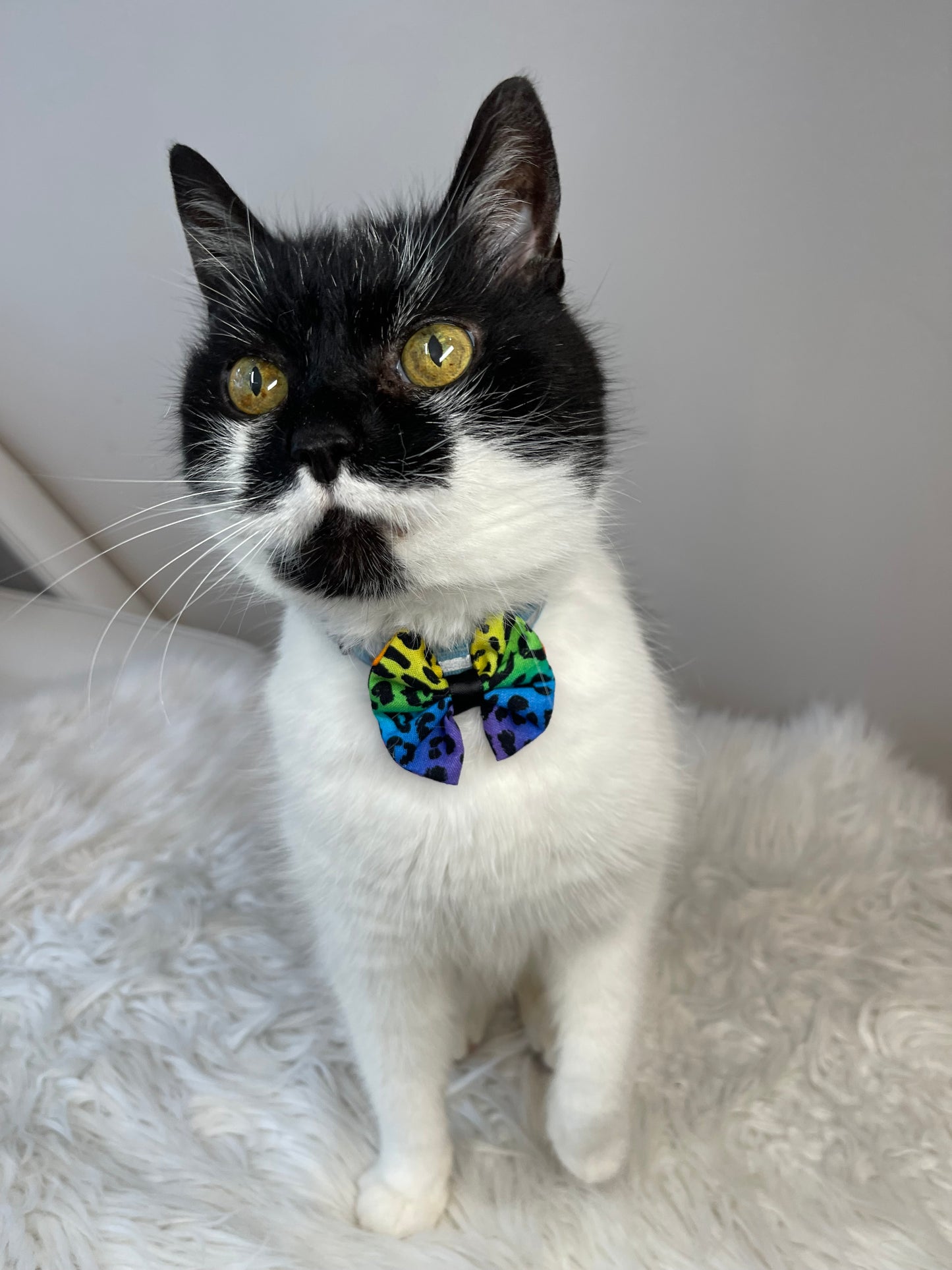 A black and white cat with yellow eyes perches on a fluffy white surface, wearing the Crafts by Kate Cotton Pet Bow in Rainbow Leopard Print. This playful collar attachment complements the cat's alert and curious demeanor.