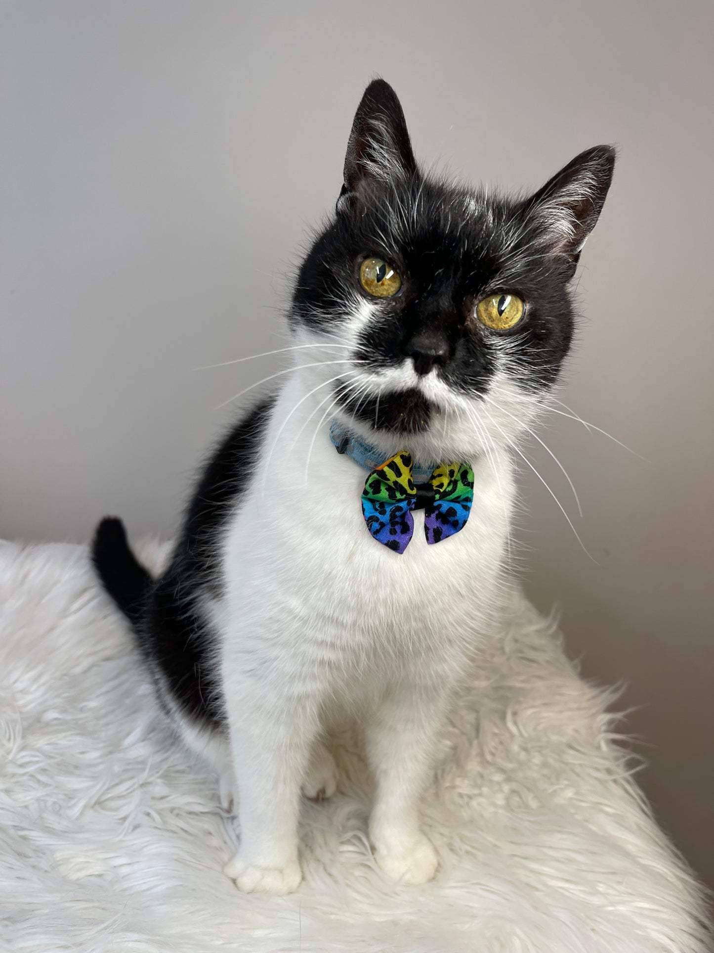 A black and white cat with yellow eyes sits on a fluffy white surface, showcasing its stylish "Cotton Pet Bow with Collar Attachment - Rainbow Leopard Print" by Crafts by Kate. It gazes directly at the camera against a plain background, flaunting the colorful patterned accessory.