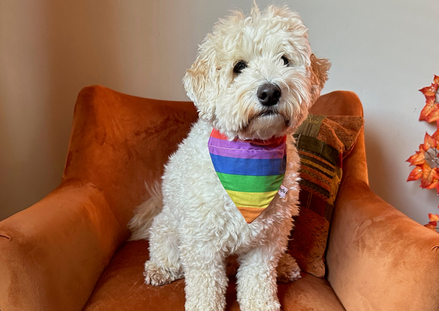 A fluffy white dog wears the Crafts by Kate Cotton Pet Bandana with collar attachment in Rainbow Stripes, sitting on an orange armchair with a decorative pillow and autumn leaves behind.
