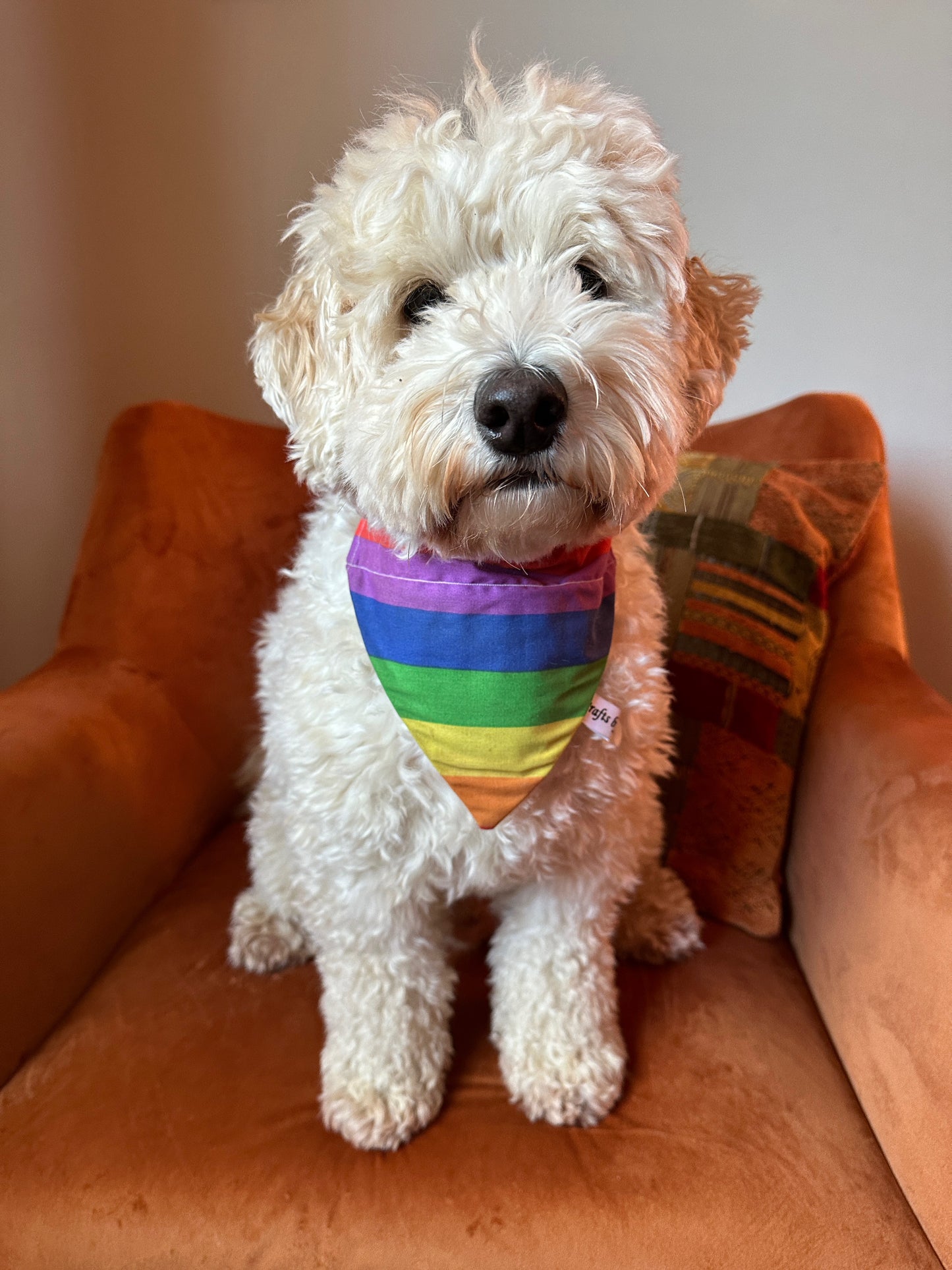 A fluffy white dog sits on an orange chair, wearing the Crafts by Kate Cotton Pet Bandana with collar attachment in Rainbow Stripes. A patterned pillow adds extra charm to the background.