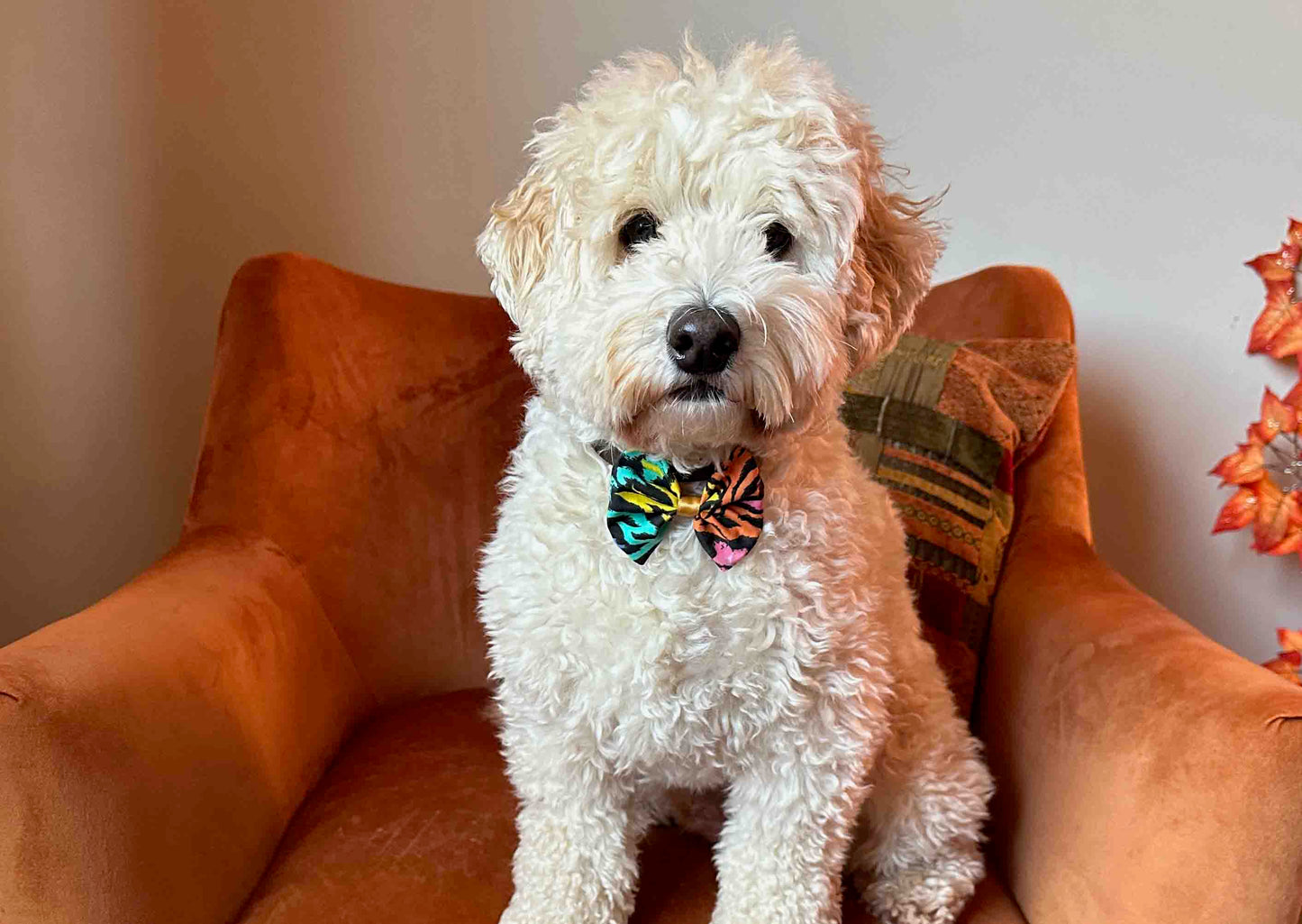 A fluffy white dog wearing a "Rainbow Tiger Print" cotton pet bow by Crafts by Kate sits on an orange armchair, which is adorned with a patterned cushion that complements the wall's autumn-themed decorations.