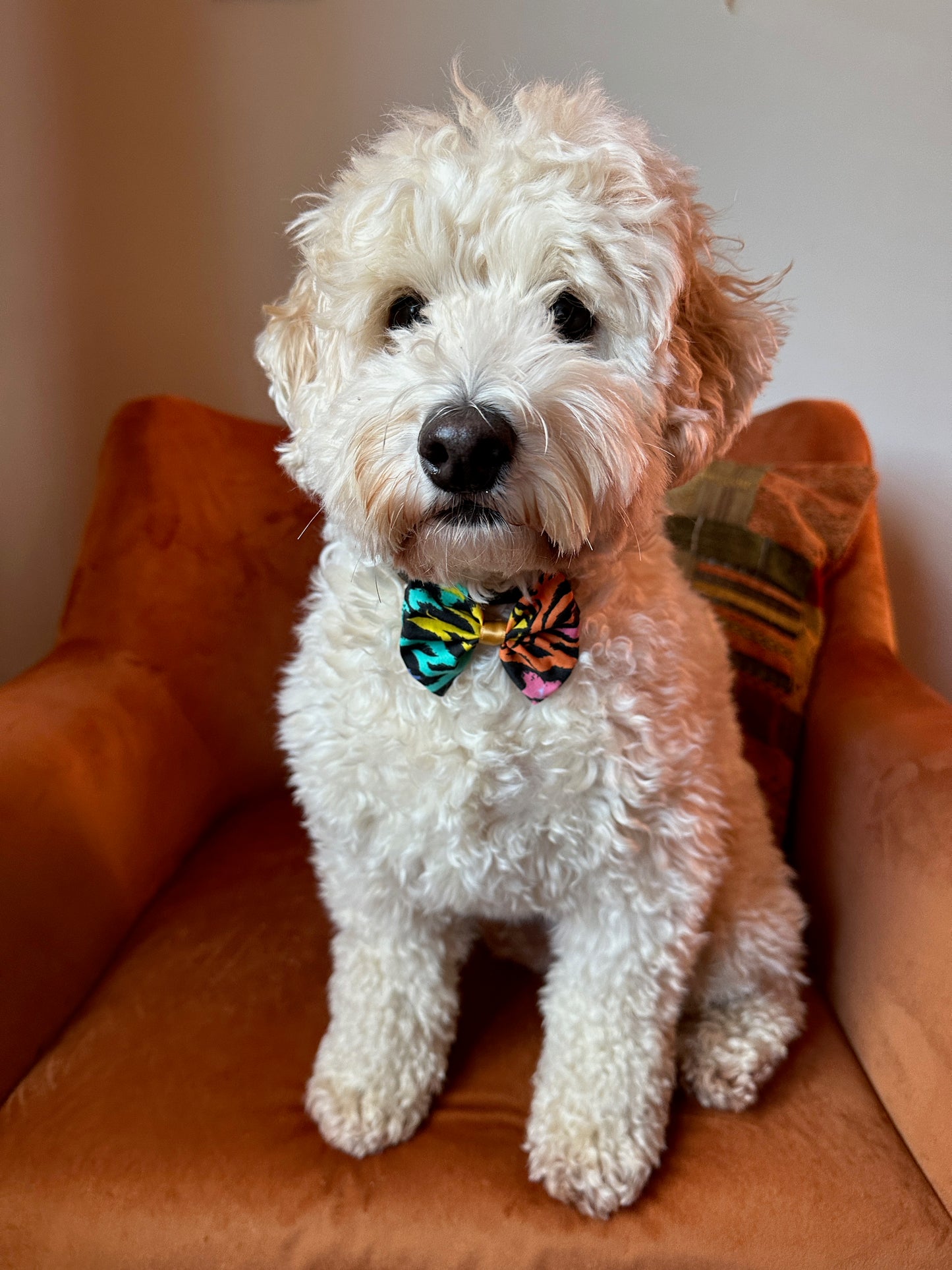 A fluffy white dog, sporting the "Rainbow Tiger Print" Cotton Pet Bow with collar attachment by Crafts by Kate, sits calmly on an orange armchair.
