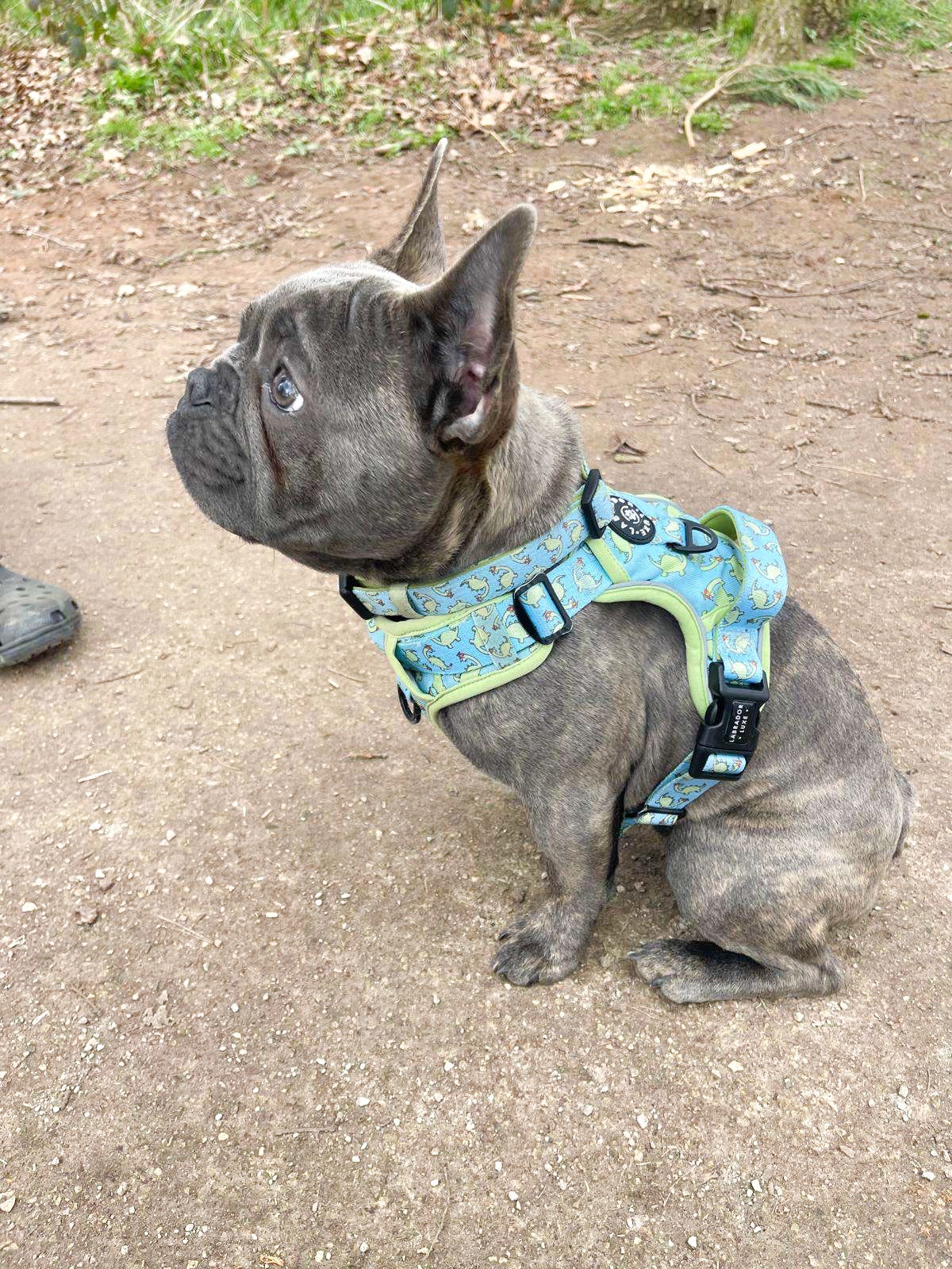 Bailey - Explorer Harness