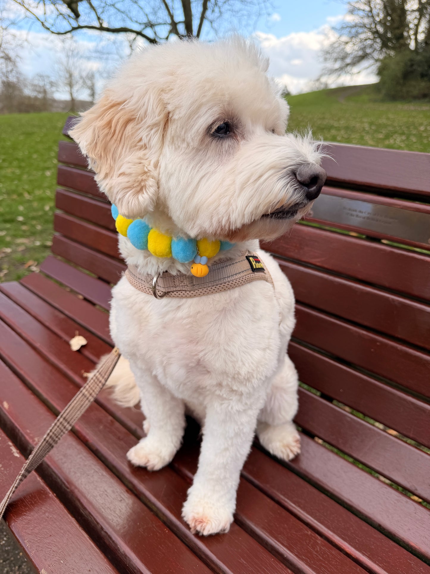PomPom Pet Collar - Beetastic