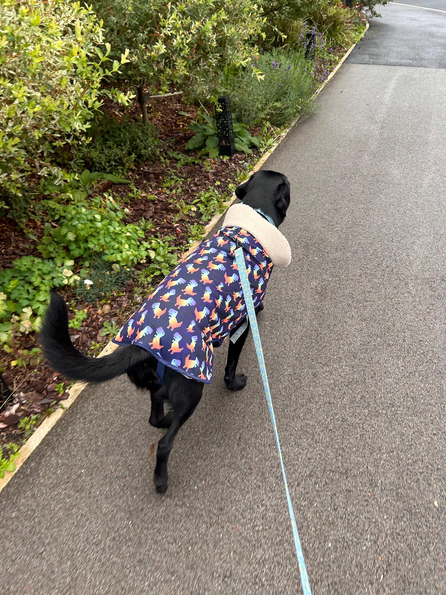 A black dog in a Crafts by Kate Rainbow Dinosaur Pet Raincoat with a soft, tan collar walks on a leash along a paved path bordered by green bushes.