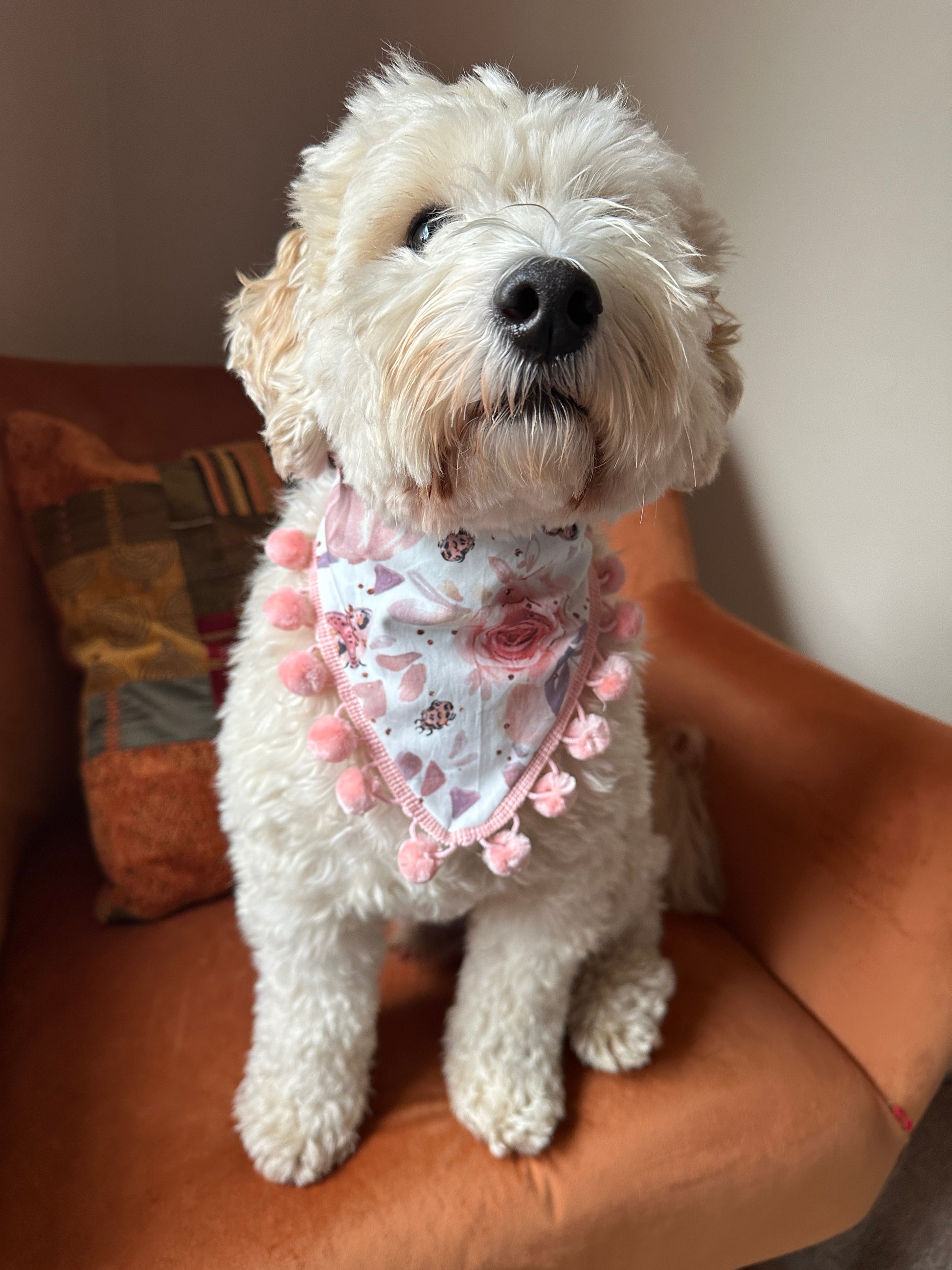 A fluffy white dog is sitting on an orange chair, wearing the "Cotton Pet Scrunchie Bandana - Roses & Pumpkins" by Crafts by Kate, which features pink floral patterns and pink pom-poms along the edge. Its head is slightly tilted up, and its eyes are partially hidden by its fur.