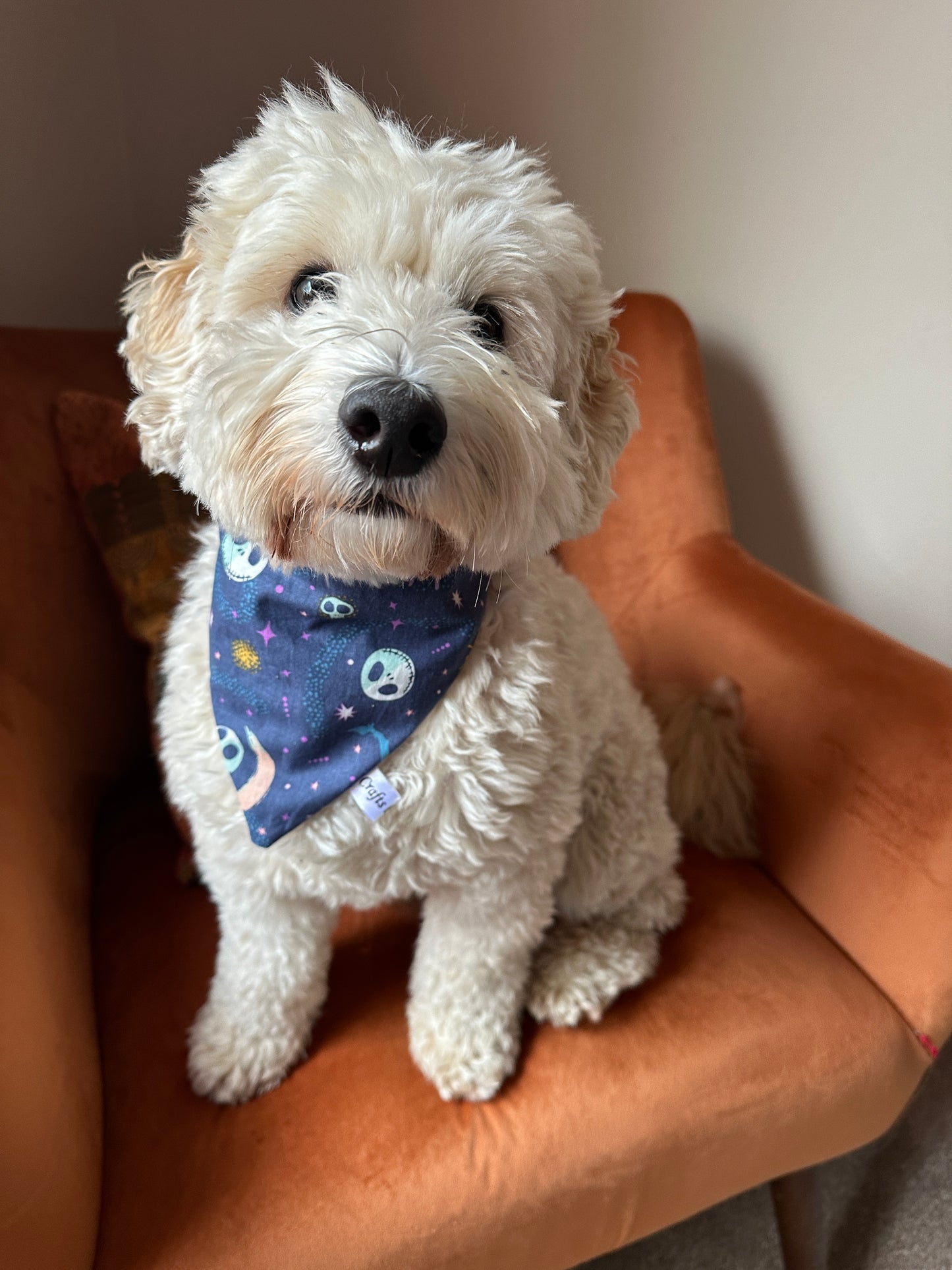 A fluffy white dog with curly fur sits on an orange chair. The pet is wearing a dark blue bandana decorated with colorful space-themed illustrations, including planets and stars. The dog looks towards the camera with a curious expression, showcasing its Cotton Pet Scrunchie Bandana - Jack Skeleton by Crafts by Kate beautifully.