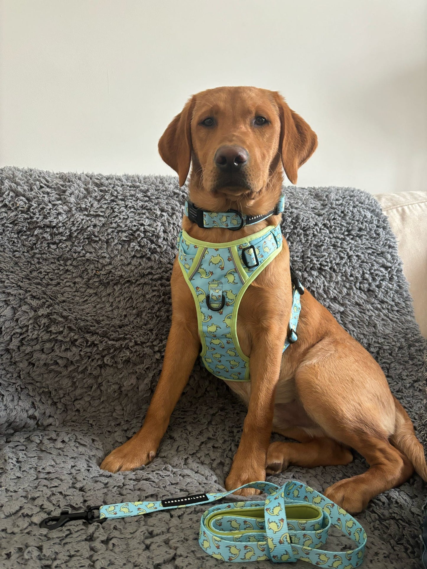 Bailey - Explorer Harness