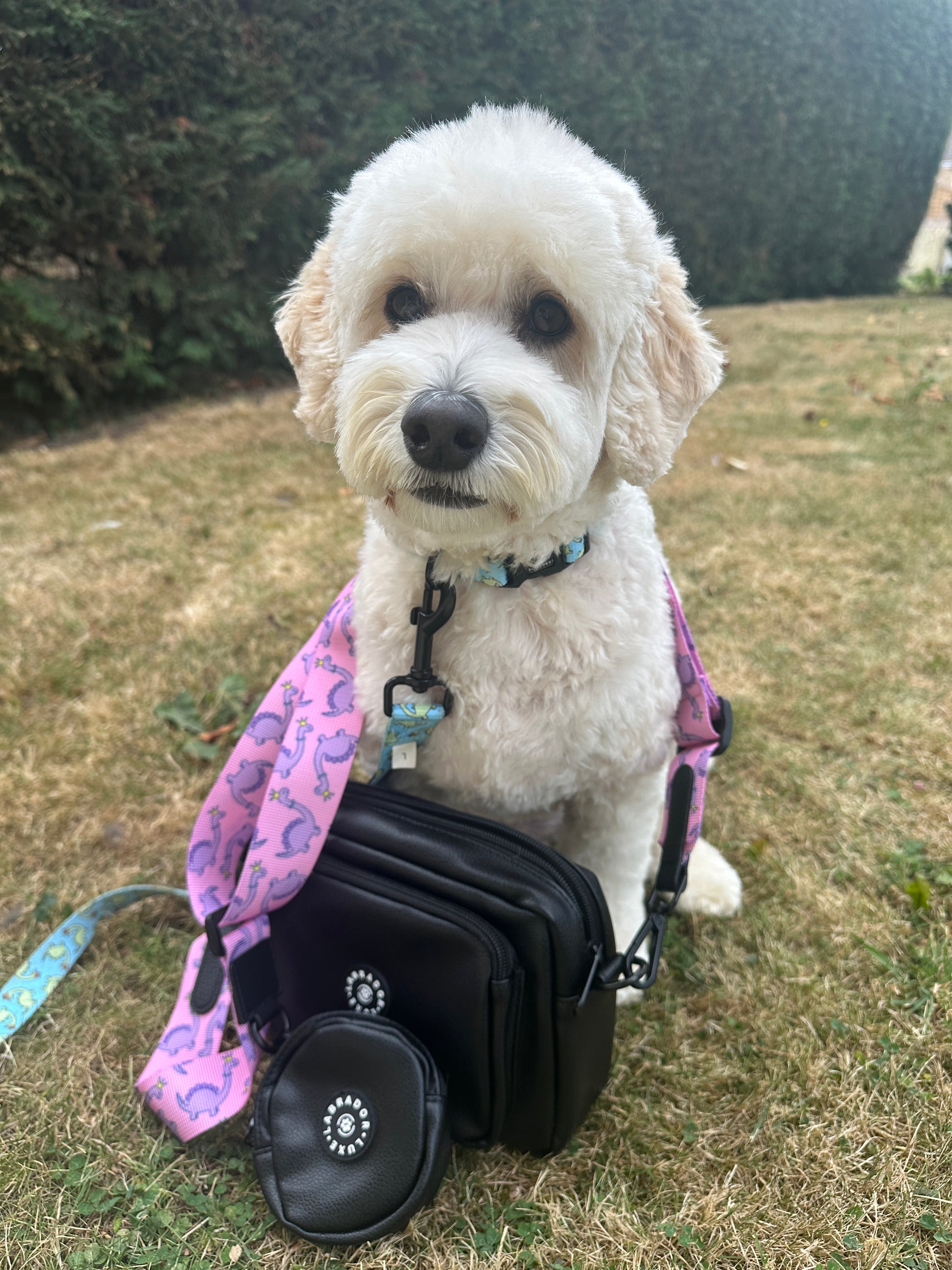 A fluffy white dog with a blue collar and pink leash sits on grass next to the Crafts by Kate Millie Dog Walking Bag in black and a round treat pouch, with a green hedge in the background.