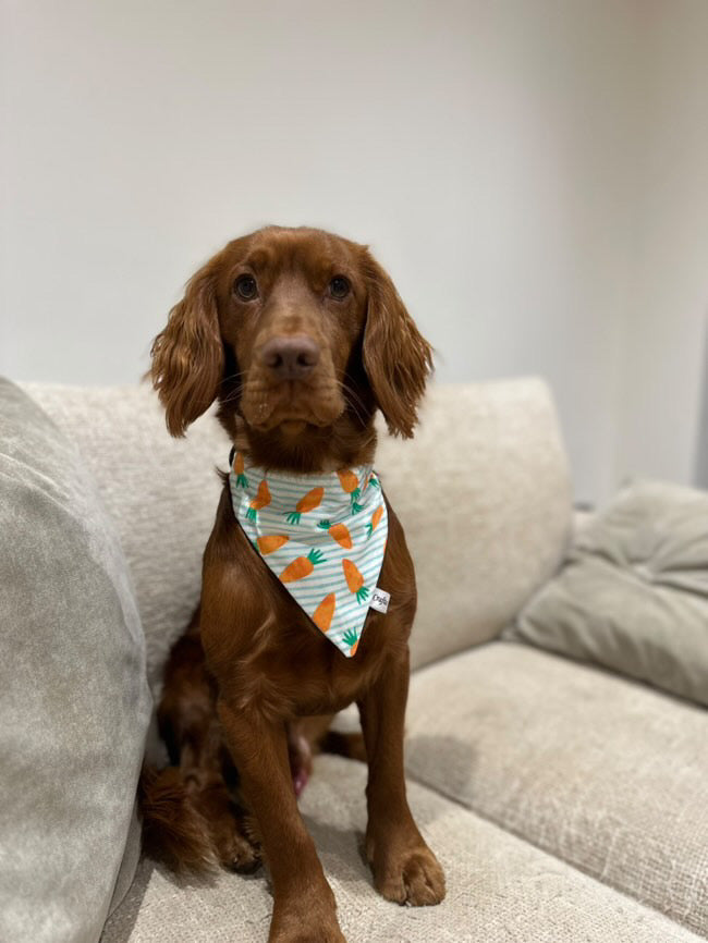 A brown dog with floppy ears relaxes on a beige couch against a plain white wall, proudly wearing Crafts by Kate's Cotton Pet Bandana with collar attachment in Striped Carrots design, showcasing its playful charm.