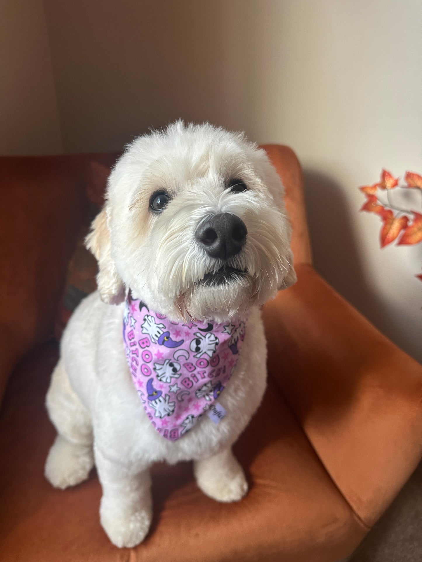 Cotton Pet Scrunchie Bandana - Boo Bitch