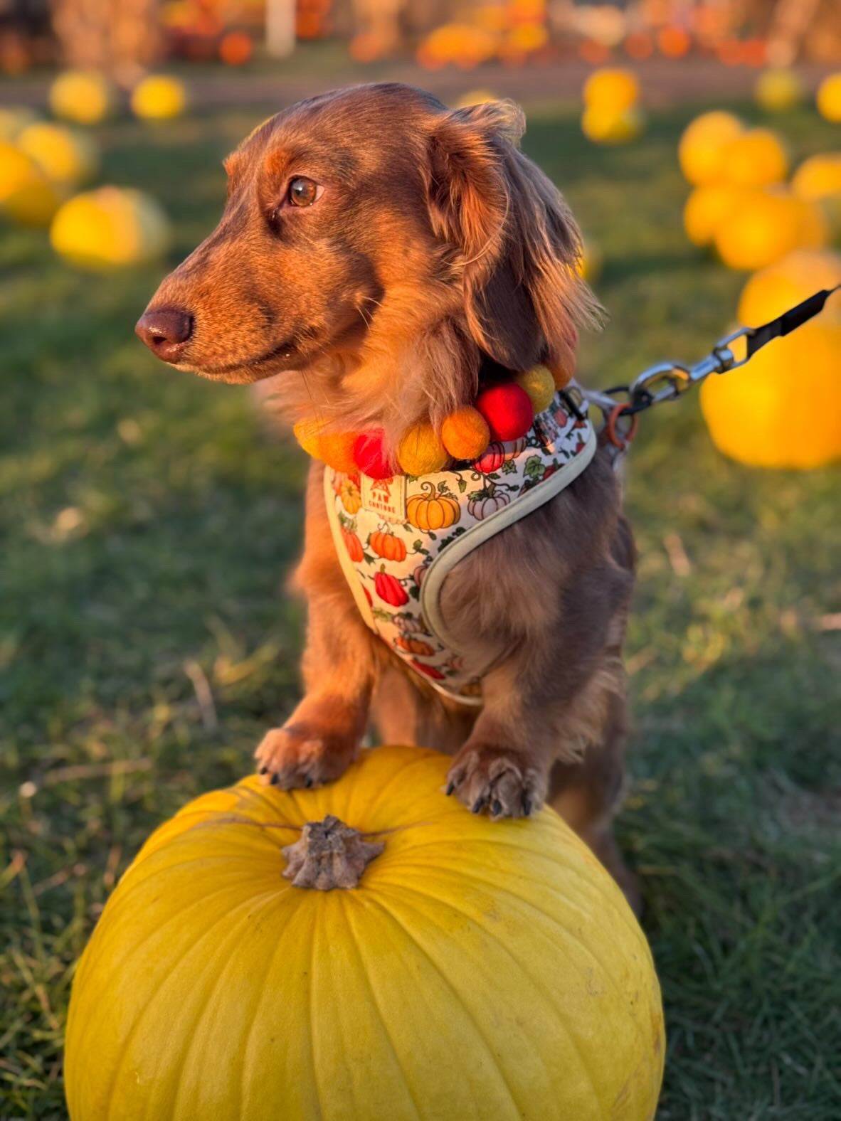 A brown dachshund wearing the "PomPom Pet Collar - Pumpkin vibes" from Crafts by Kate stands with its front paws on a large yellow pumpkin in a patch, surrounded by more yellow pumpkins on green grass.