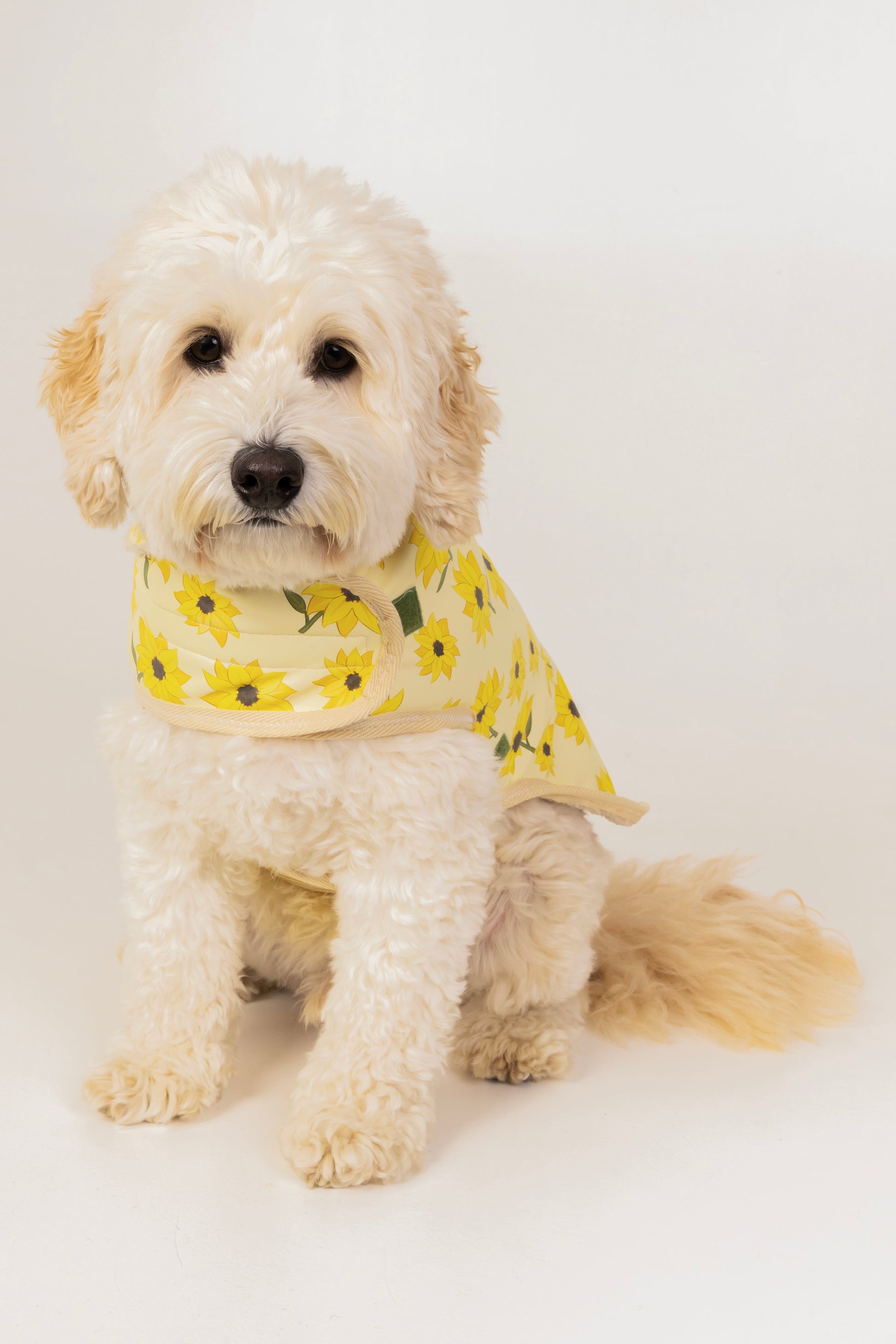 A cream-colored dog sits on a white background, wearing Crafts by Kate’s Sunflower Fields Pet Raincoat with a custom harness hole and a yellow sunflower-patterned bandana.