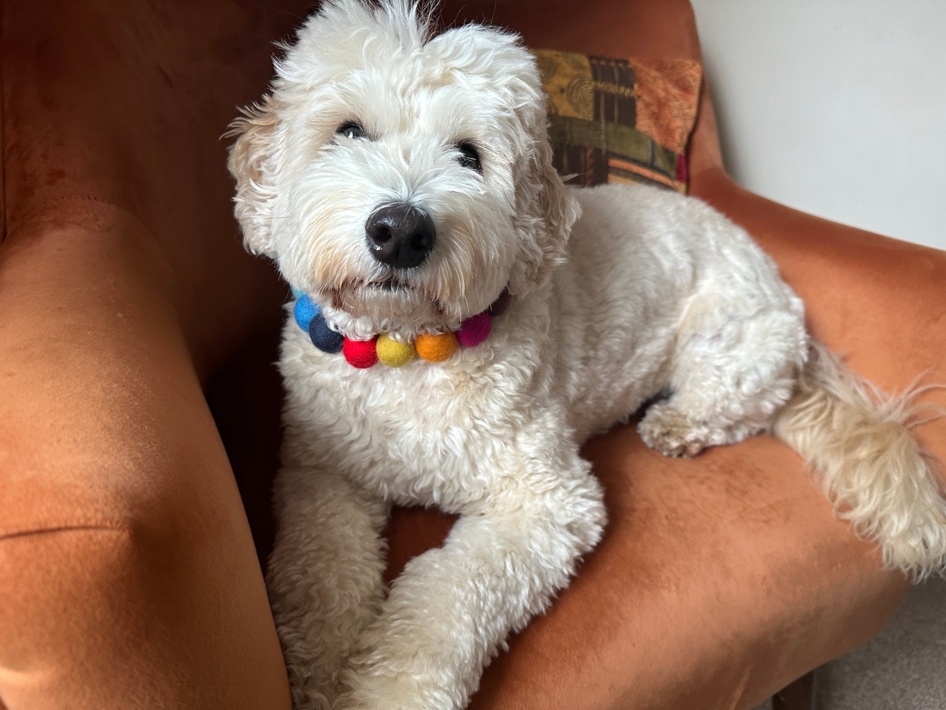 A fluffy white dog with a PomPom Pet Collar - Rainbow by Crafts by Kate sits comfortably on an orange armchair, looking up with a gentle expression.