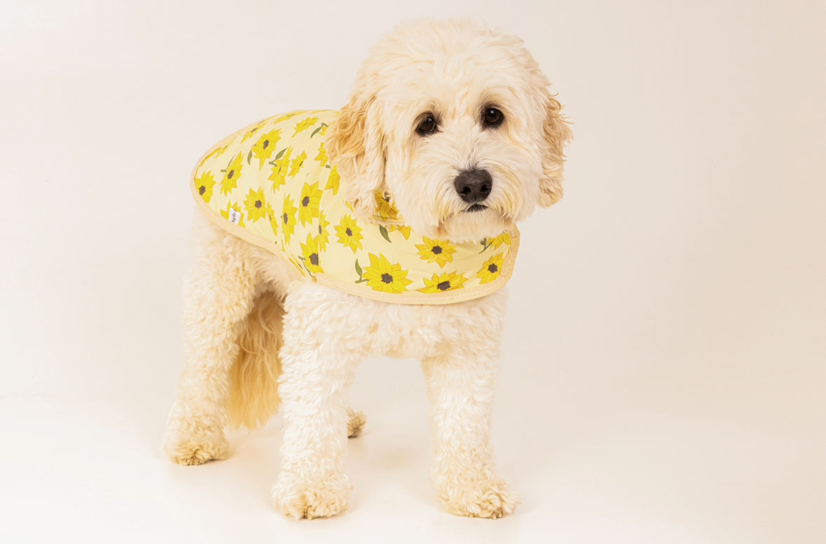 A fluffy, cream-colored dog stands on a white background, wearing the Crafts by Kate Sunflower Fields Pet Raincoat featuring a cheerful sunflower pattern and cozy Sherpa fleece lining.