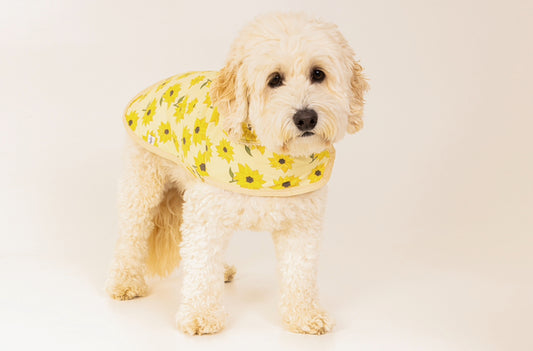 A fluffy, cream-colored dog stands on a white background, wearing the Crafts by Kate Sunflower Fields Pet Raincoat featuring a cheerful sunflower pattern and cozy Sherpa fleece lining.