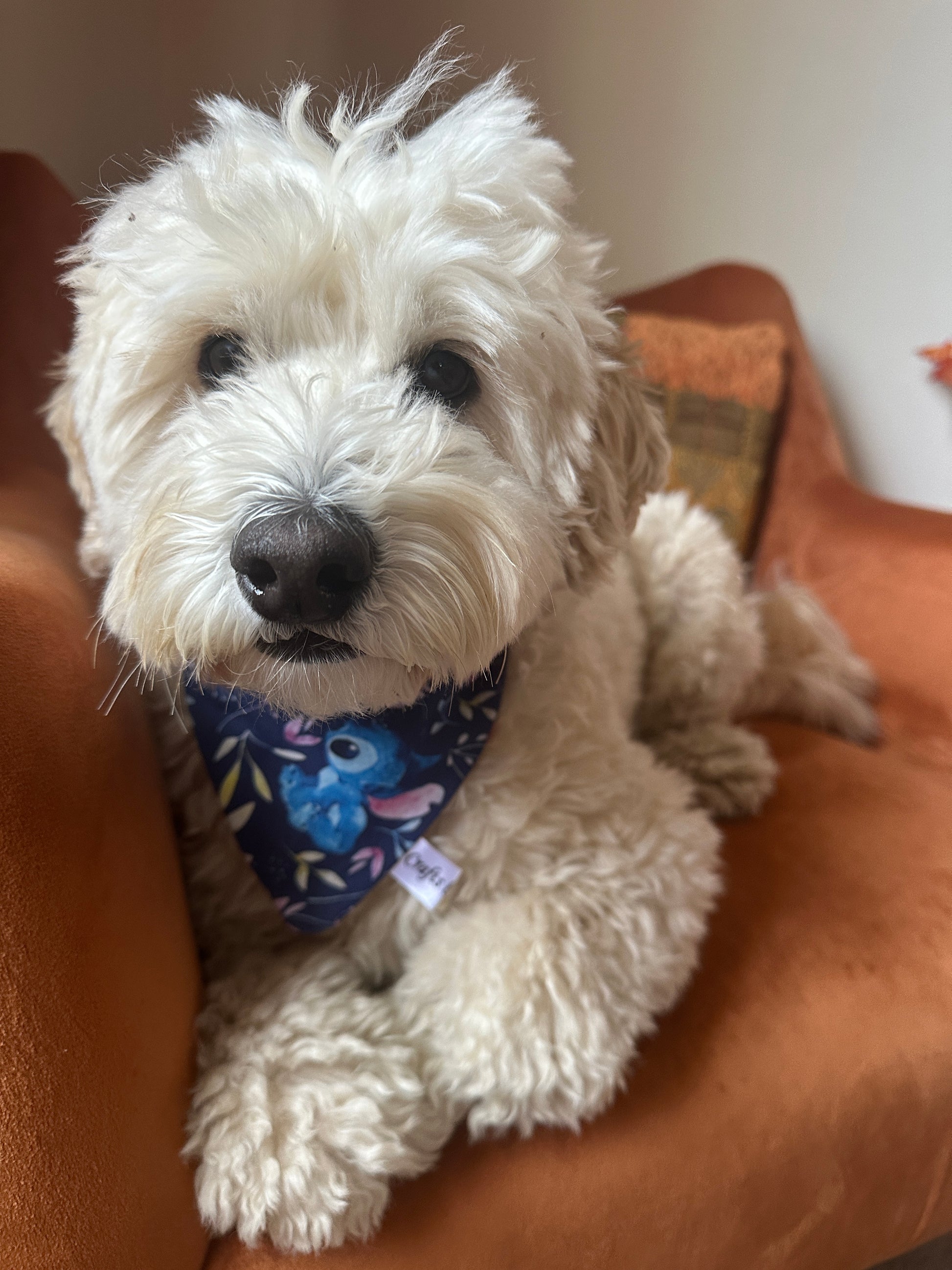A fluffy white dog sits on an orange armchair, looking at the camera. It wears the Cotton Pet Scrunchie Bandana - Stitch Obsession by Crafts by Kate. A textured pillow adds charm to the background.