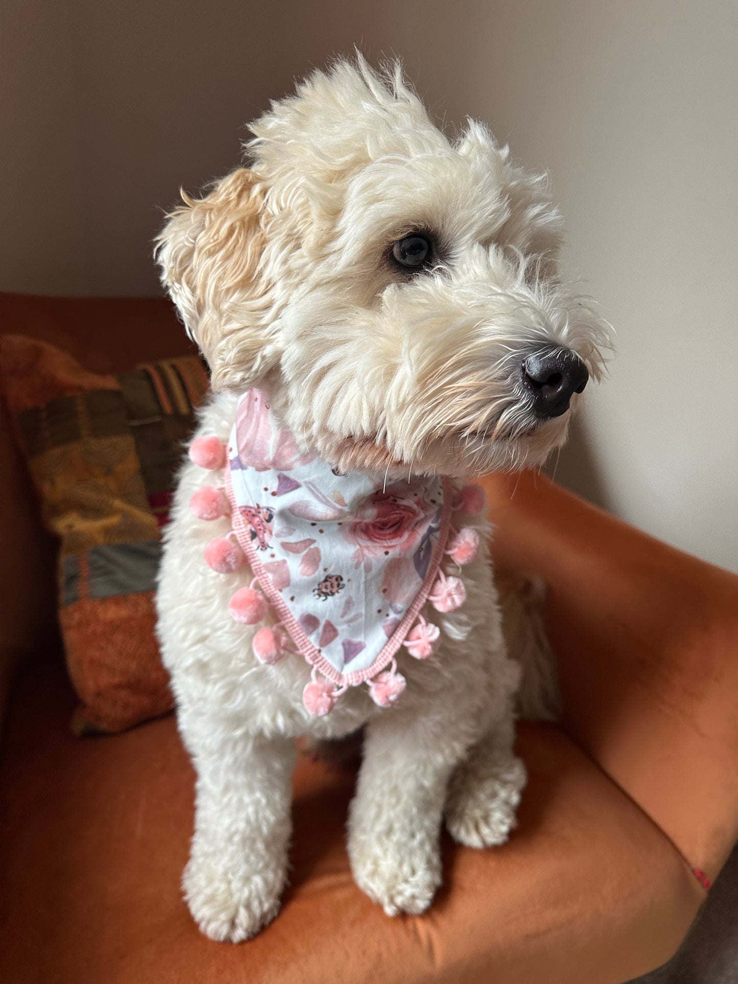 A fluffy, white doodle dog is sitting on a rust-colored armchair. The dog is wearing a Cotton Pet Scrunchie Bandana - Roses & Pumpkins from Crafts by Kate, featuring a pink floral pattern with pom-pom trim, and is looking to the side, showcasing its curly fur and adorable outfit. The background is a plain beige wall.