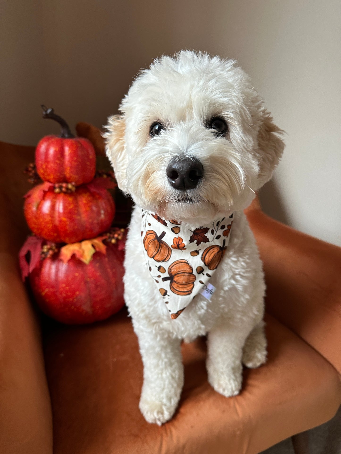 A fluffy white dog wearing the "Cotton Pet Scrunchie Bandana - Cottage Core Pumpkins" by Crafts by Kate sits on a brown chair. Beside the dog is a decorative stack of pumpkins with autumn leaves, adding a festive fall touch to the scene. The bandana's cottage core fabric perfectly complements the cozy atmosphere.