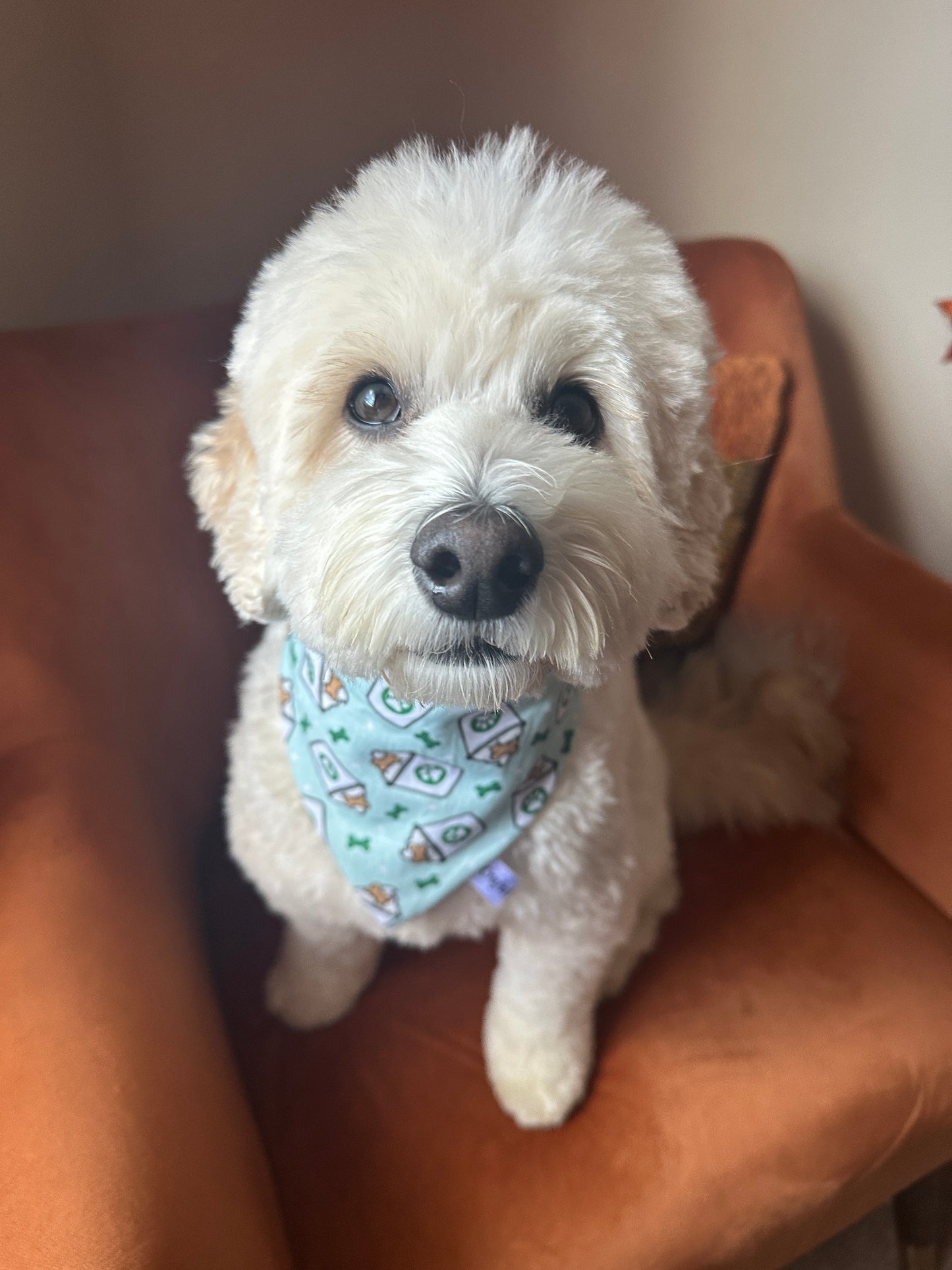 Cotton Pet Scrunchie Bandana - Pupcups