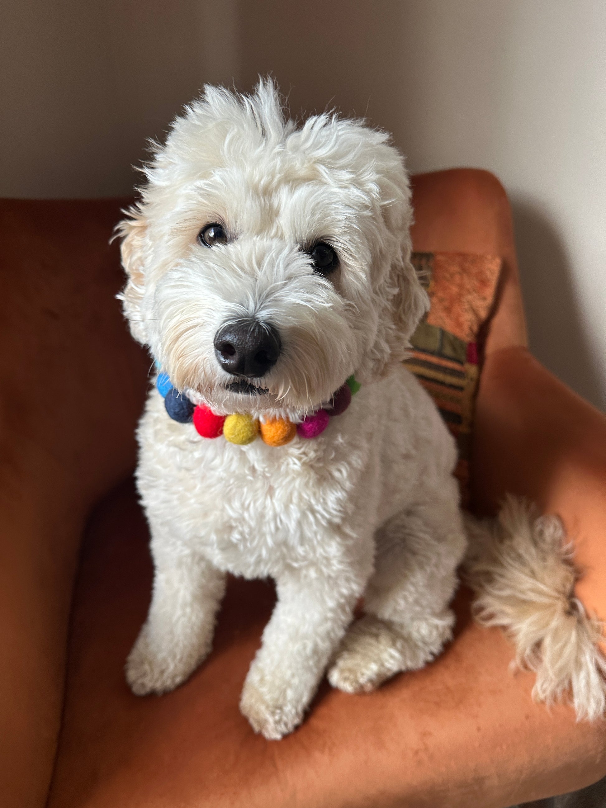 A fluffy white dog wearing a Crafts by Kate's PomPom Pet Collar - Rainbow sits on an orange chair. Its slightly curly fur complements the colorful accessory as it looks directly at the camera with a gentle expression. A patterned pillow is visible in the background, adding to the cheerful scene.