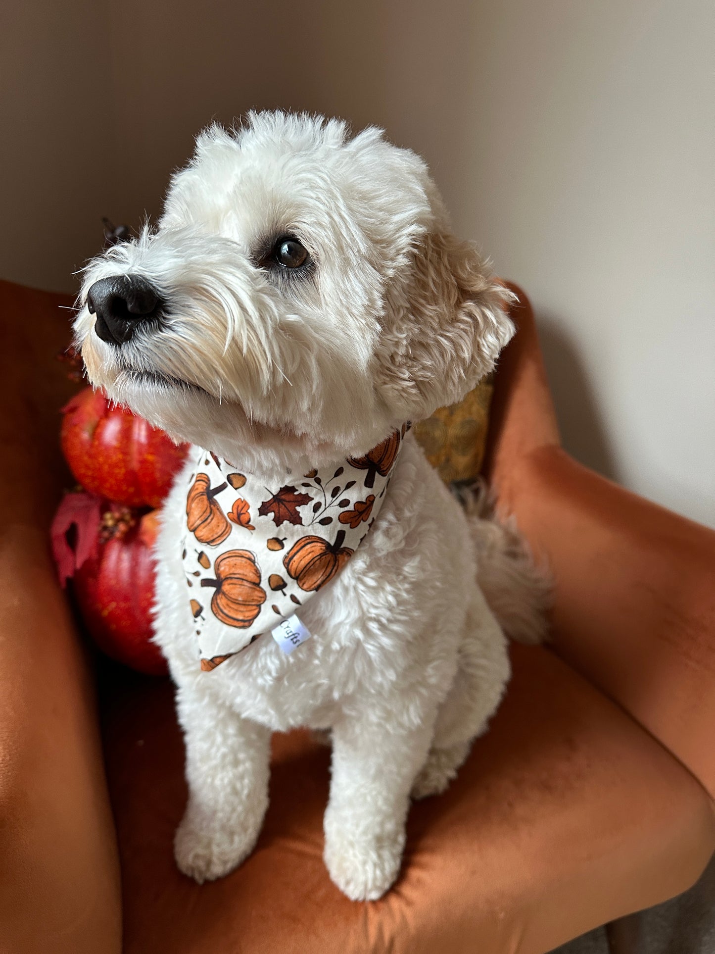 A fluffy white dog sits on an orange chair, adorned with the Cotton Pet Scrunchie Bandana - Cottage Core Pumpkins by Crafts by Kate. Behind the dog, red and orange decorative pumpkins enhance the autumnal theme.