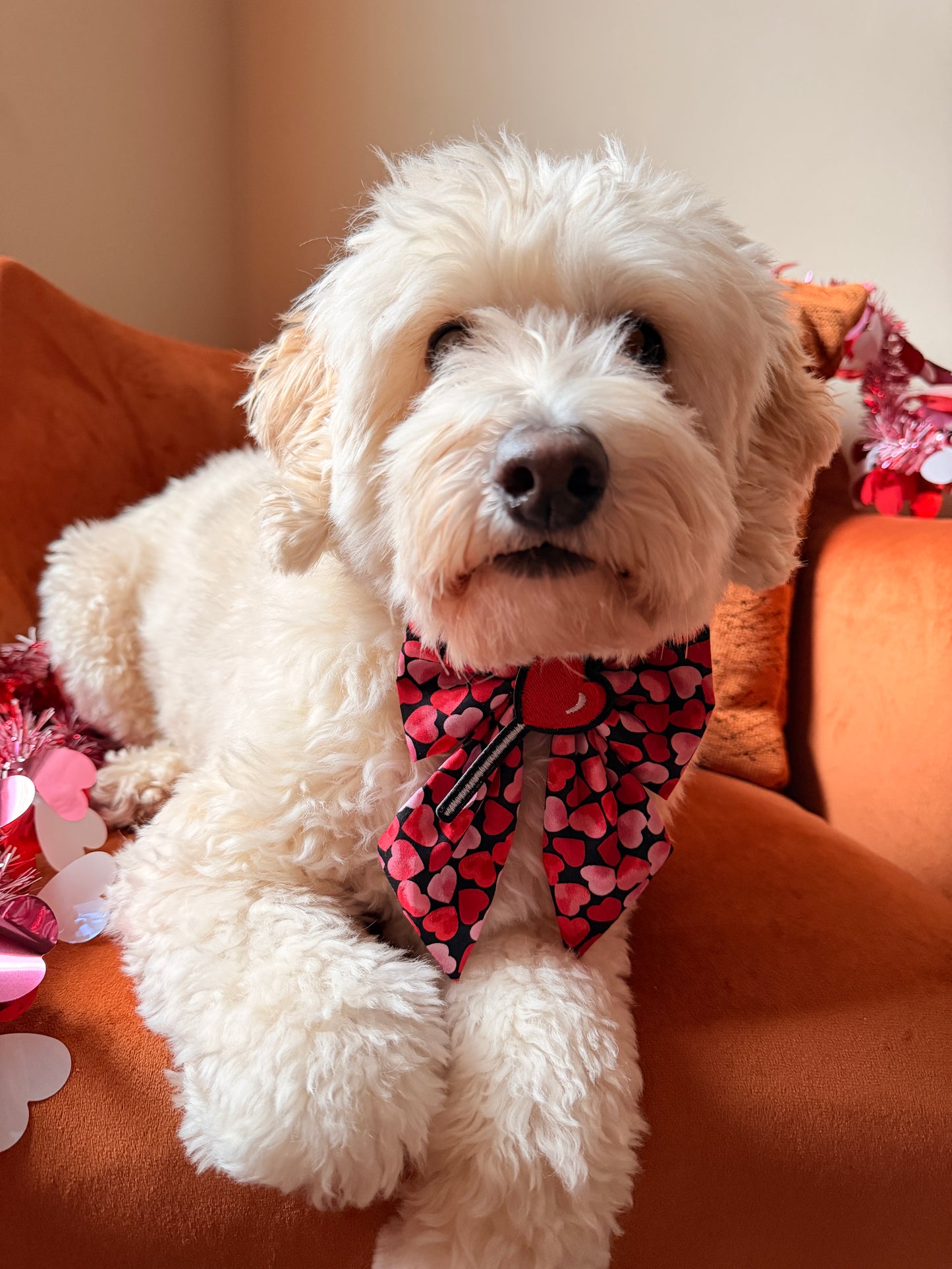 Pet Sailor Bows - Be my valentine