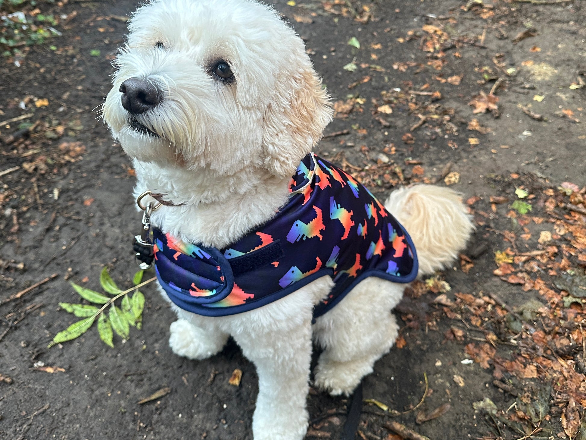 A fluffy white dog wears the Crafts by Kate Rainbow Dinosaur Pet Raincoat while sitting on a dirt path outdoors, surrounded by scattered leaves and twigs.