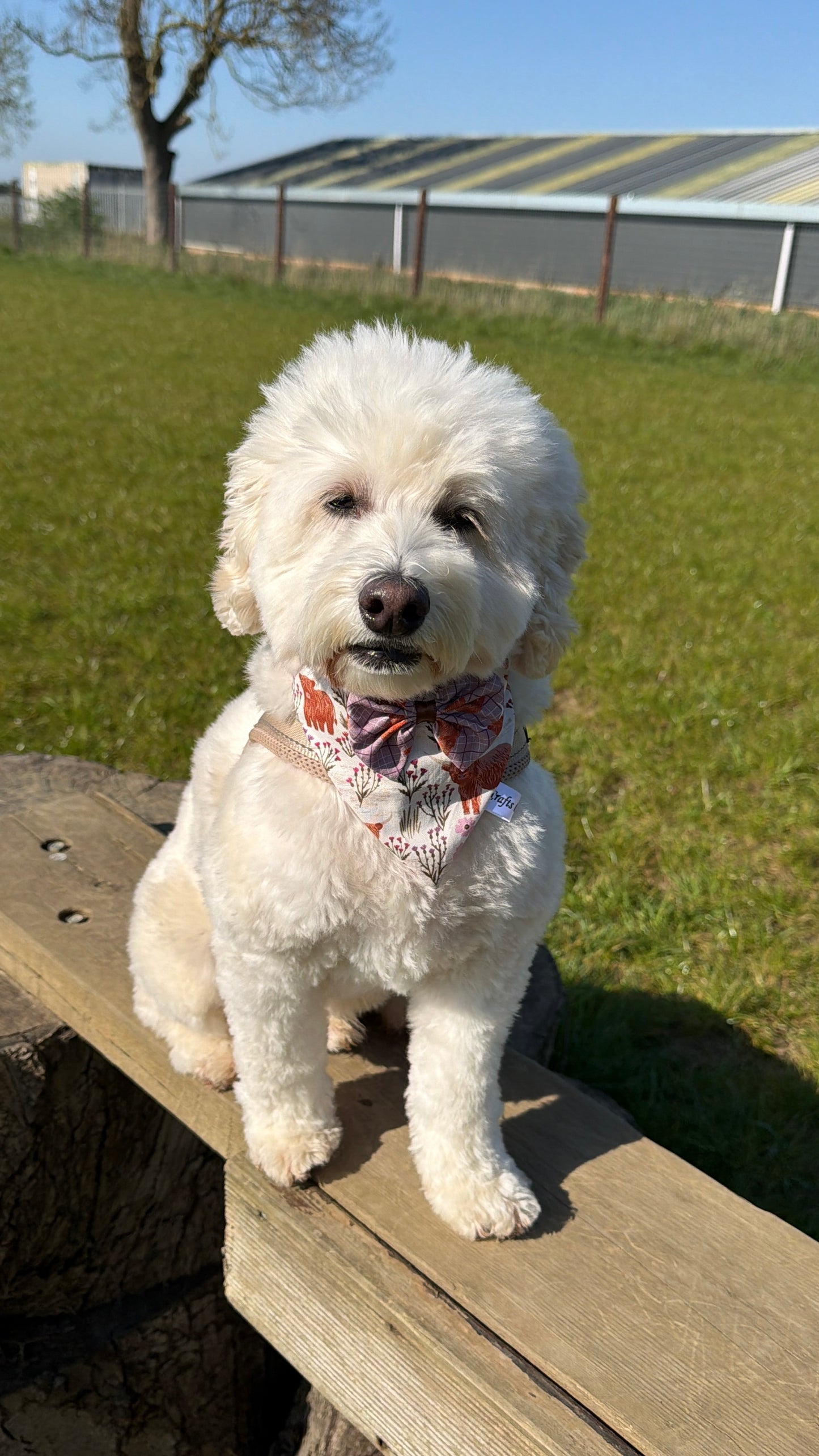 Cotton Pet Scrunchie Bandana with Bow - Highland Cow