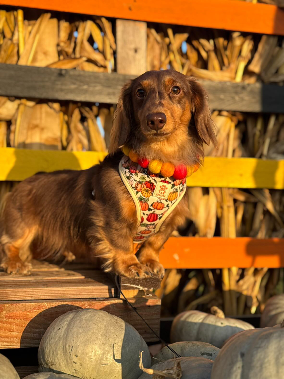 A brown dachshund wearing a festive harness and the "PomPom Pet Collar - Pumpkin vibes" by Crafts by Kate sits on a wooden platform with pumpkins, cornstalks, and colorful boards in the background.