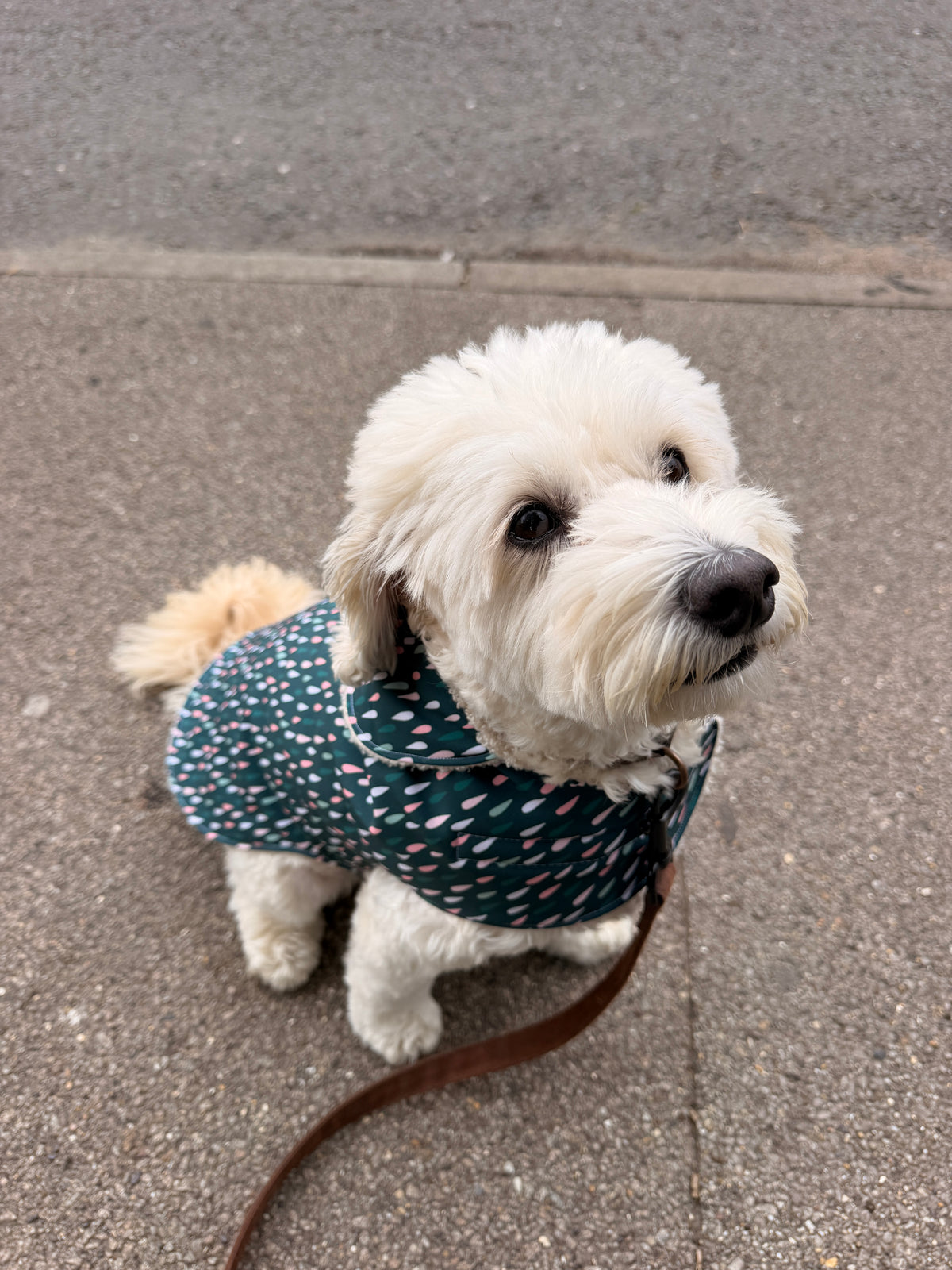 Raindrop Pet Raincoat