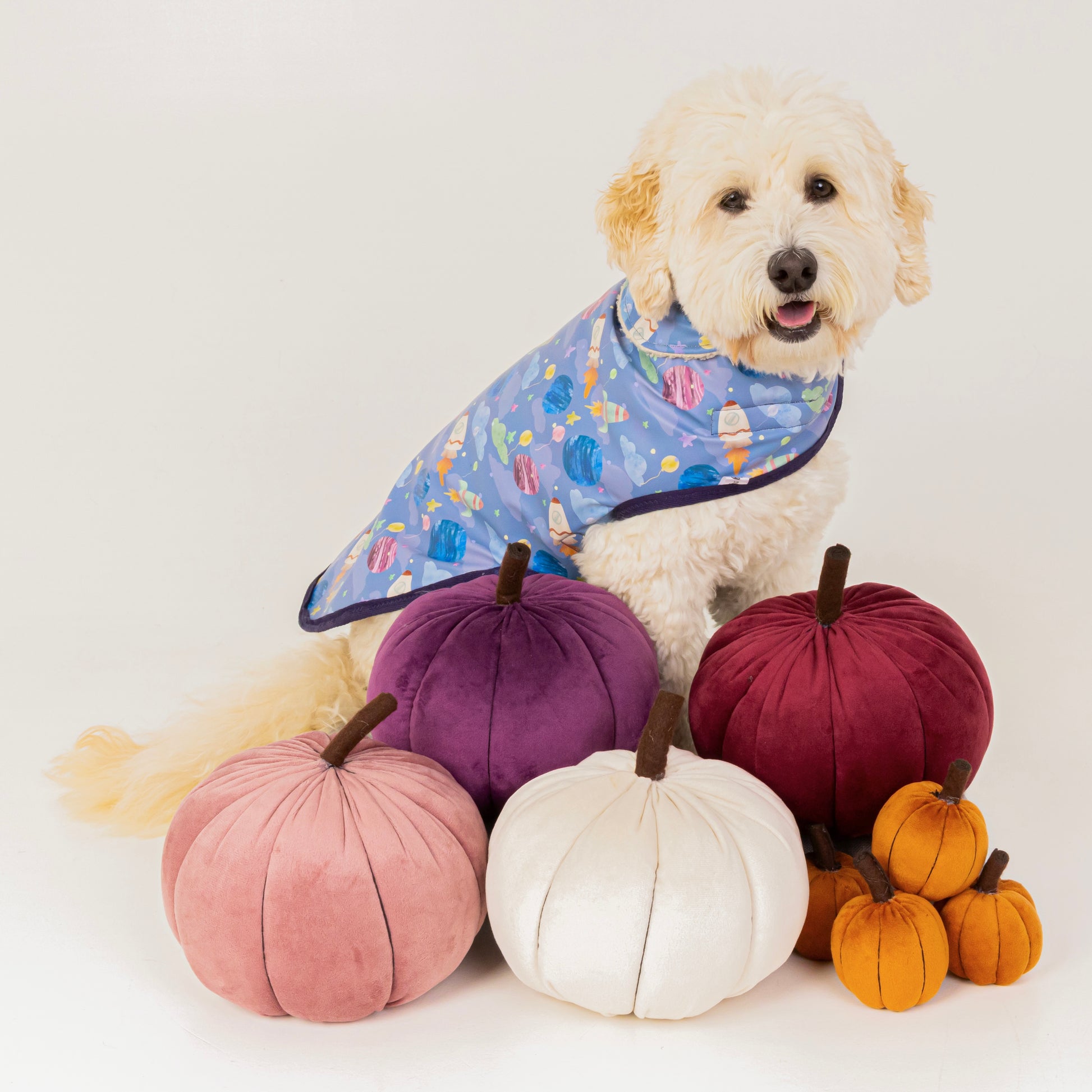 A fluffy white dog wearing the Crafts by Kate Space Adventure Pet Raincoat sits behind plush pumpkins in purple, pink, white, red, and orange on a white background.