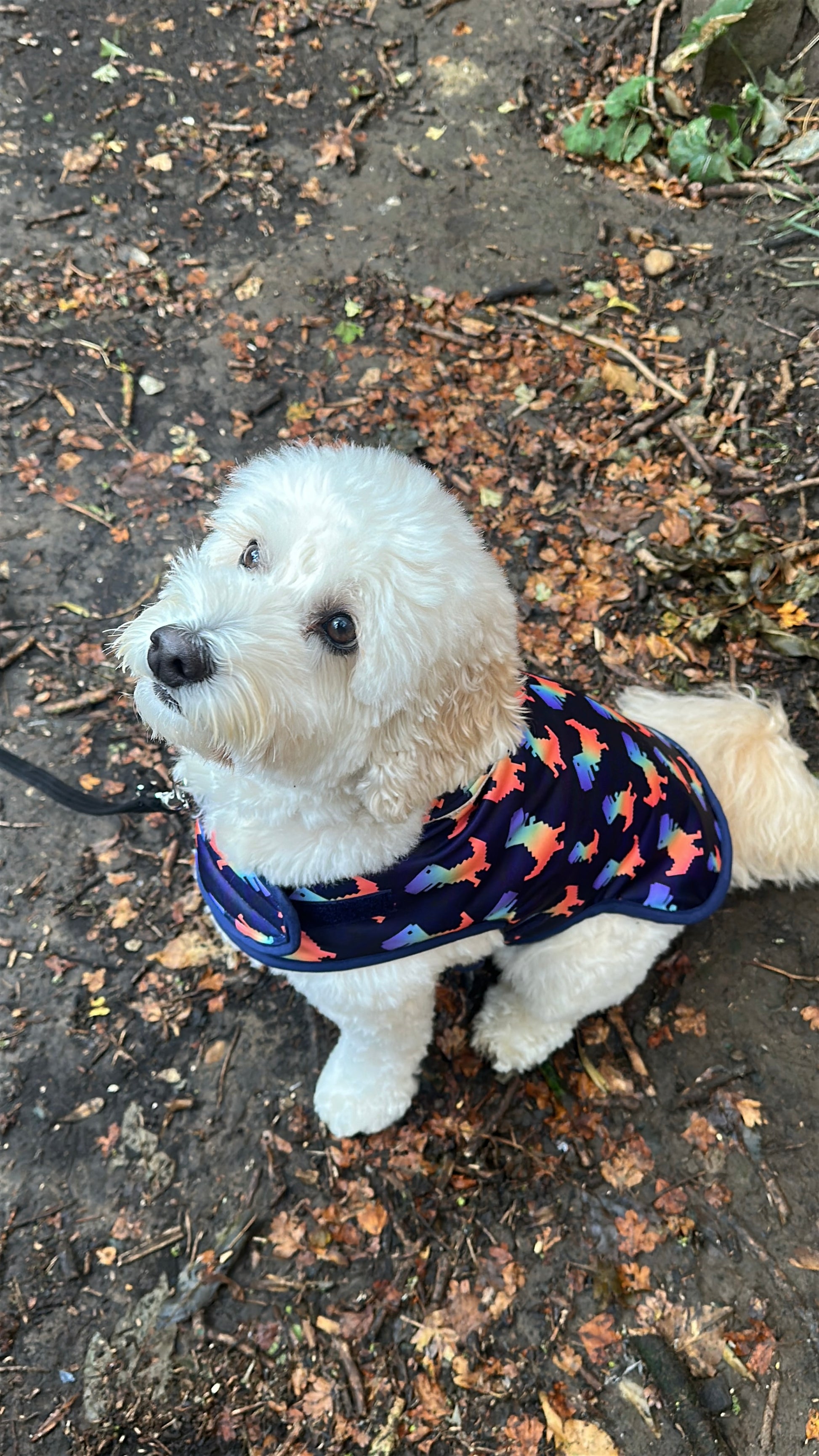 A fluffy white dog with curly fur sits on a leaf-covered path, wearing the Crafts by Kate Rainbow Dinosaur Pet Raincoat, a colorful waterproof coat adorned with dinosaur shapes, and looks up attentively.