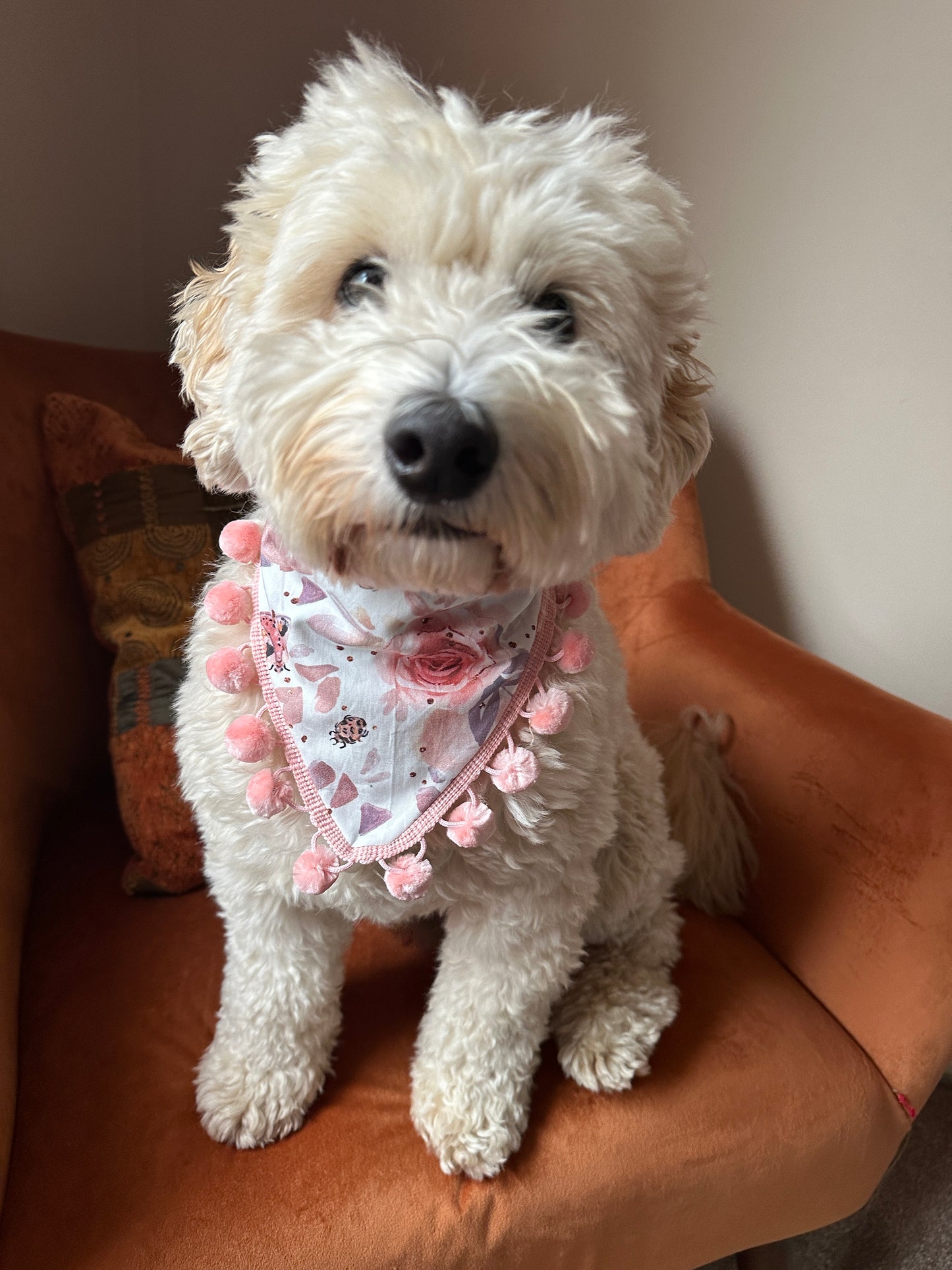 A fluffy white dog with curly fur is sitting on an orange chair, wearing a Cotton Pet Scrunchie Bandana in the Roses & Pumpkins fabric by Crafts by Kate, adorned with pink pom-poms. The setting is indoors, with a cushion in the background. The dog looks directly at the camera with a curious expression.