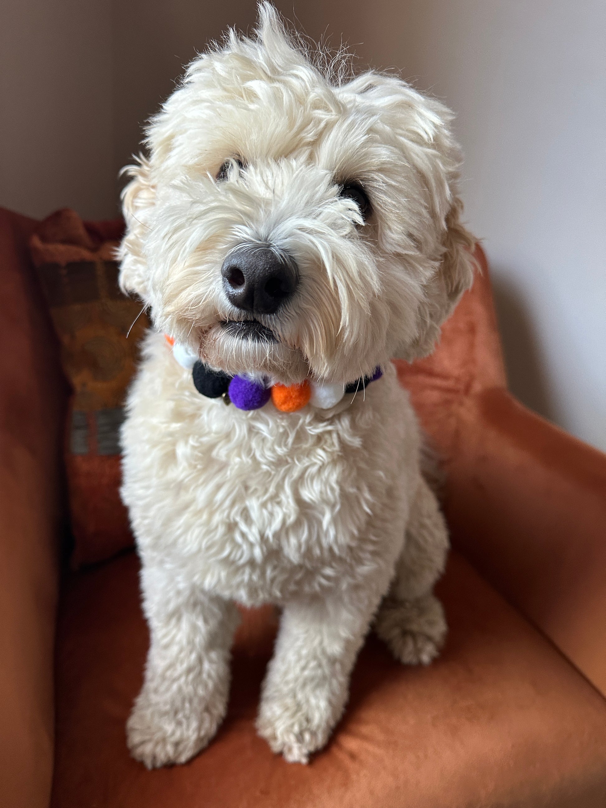 A fluffy white dog with curly fur sits on an orange chair, wearing the festive PomPom Pet Collar - Halloween from Crafts by Kate, adorned with white, purple, and orange pom-poms. The background includes a wall and part of a cushion or pillow. The dog looks directly at the camera.