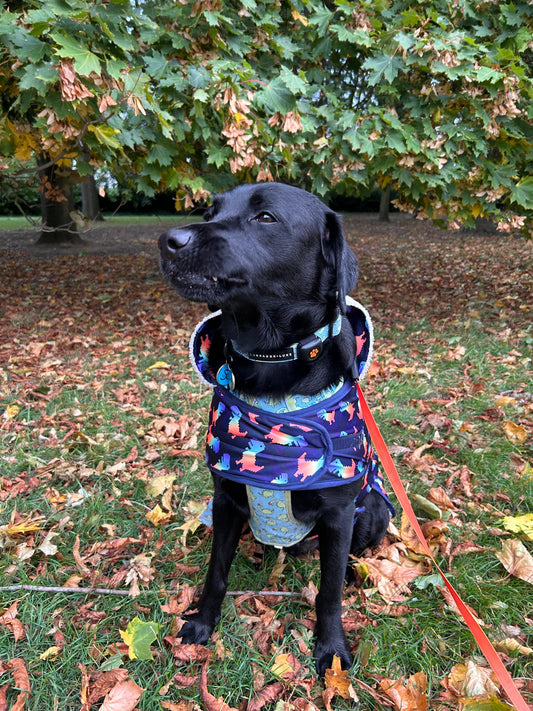 A black dog in a Crafts by Kate Rainbow Dinosaur Pet Raincoat with a custom harness hole sits on autumn leaves and grass, surrounded by green and yellow foliage. A red leash is attached to its collar.